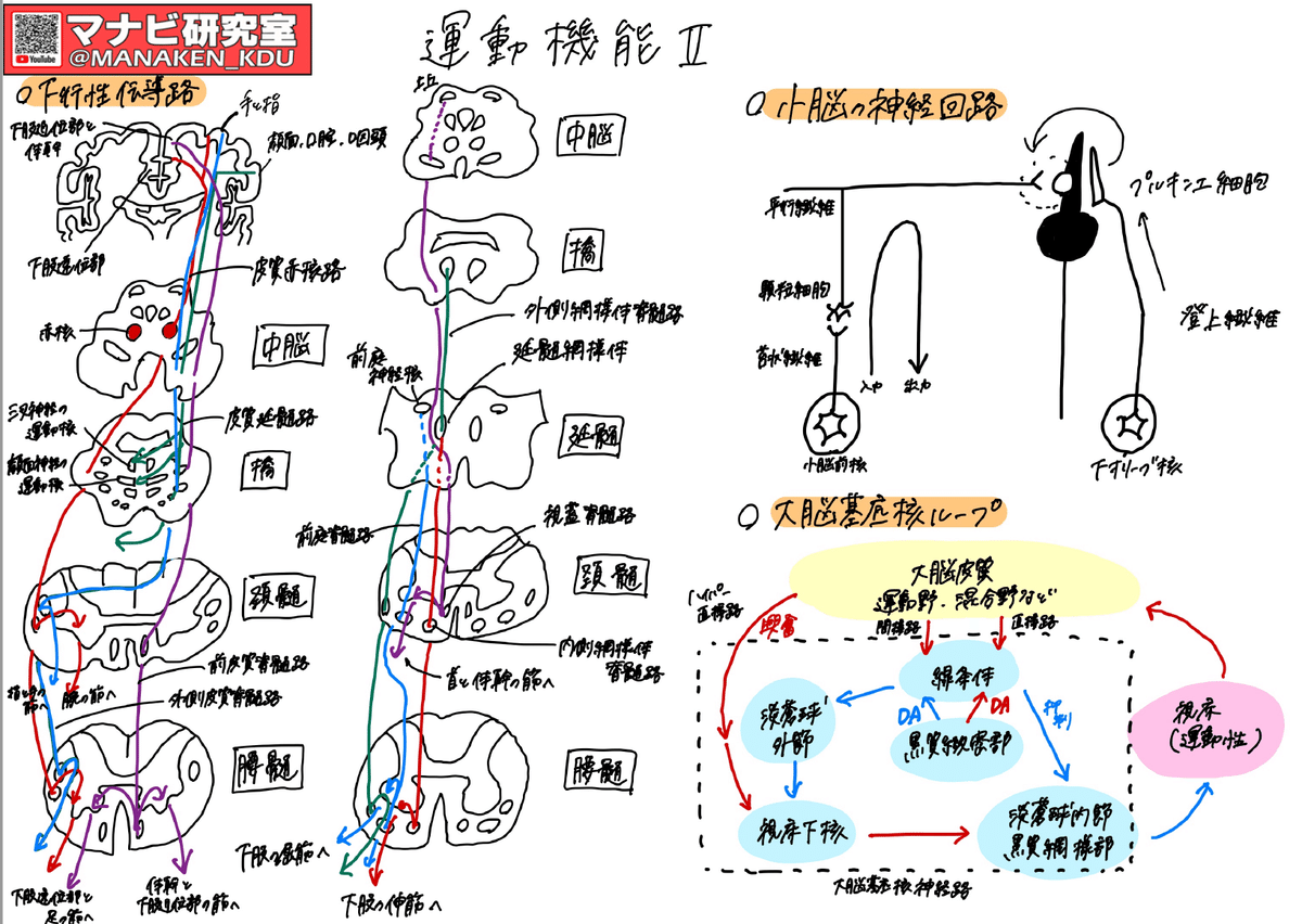 運動の仕組み：講義グラレコ紹介 歯学科 運動機能Ⅱ 2022