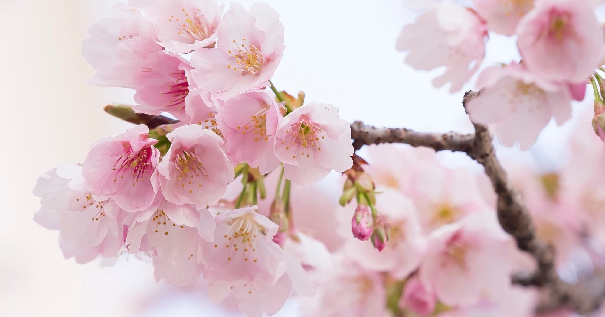 茶碗　春三花　梅桃桜 三希 青花 梅花 小茶筒 - 桃花源(中国茶・茶器・インテリア雑貨)