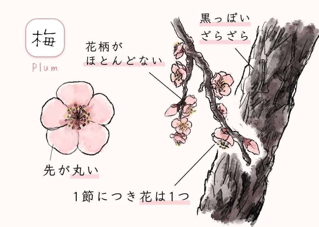 桜梅桃李|TECHNOuchi 桜梅桃李|TECHNOuchi