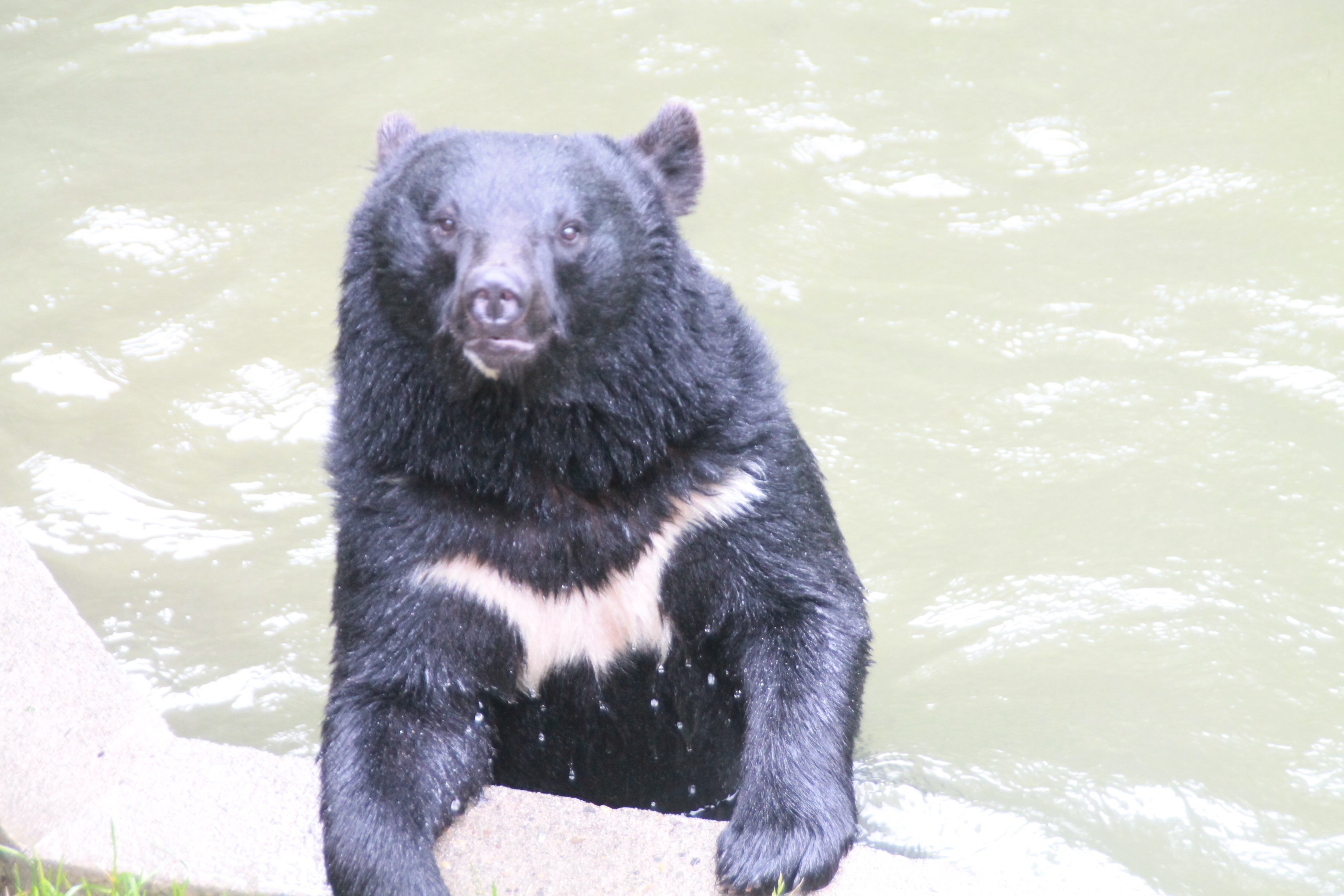 ZOOMOのニホンツキノワグマと動物福祉への取り組み｜「しいくうらばなし」