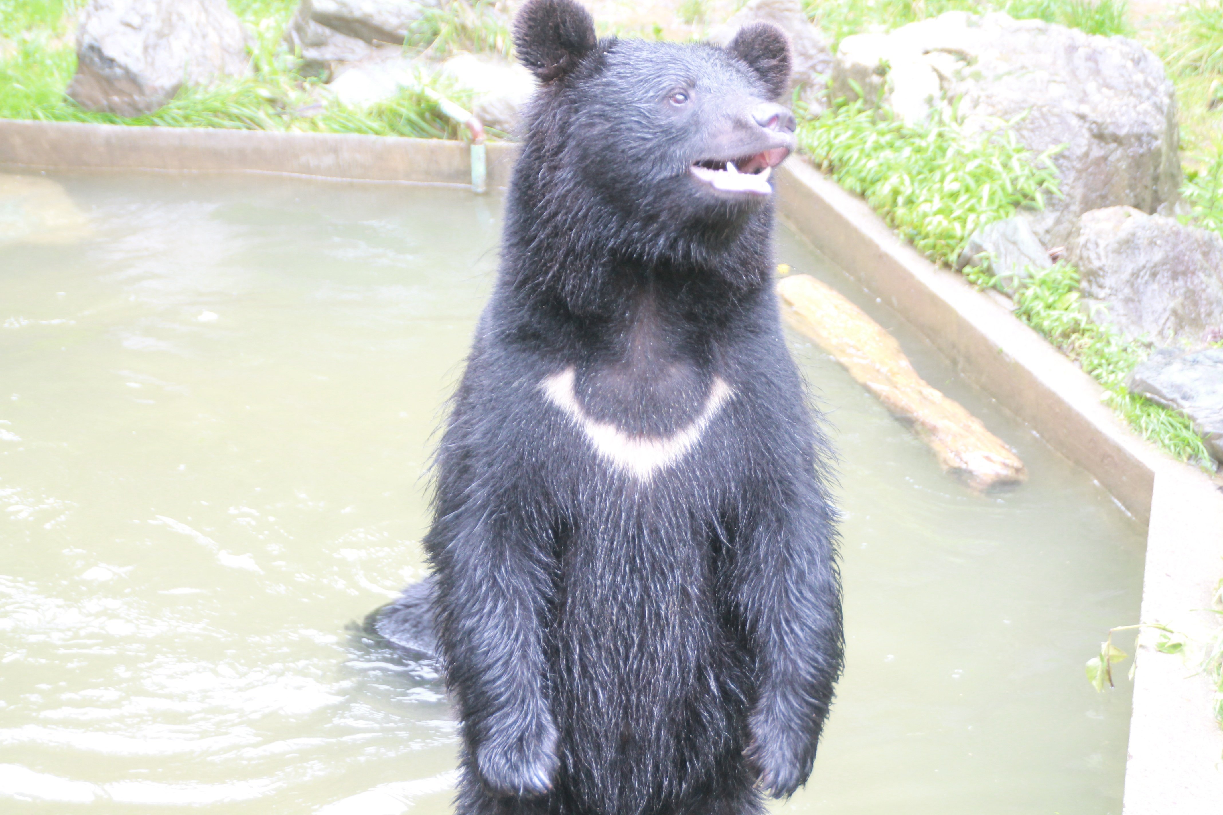 ZOOMOのニホンツキノワグマと動物福祉への取り組み｜「しいくうらばなし」