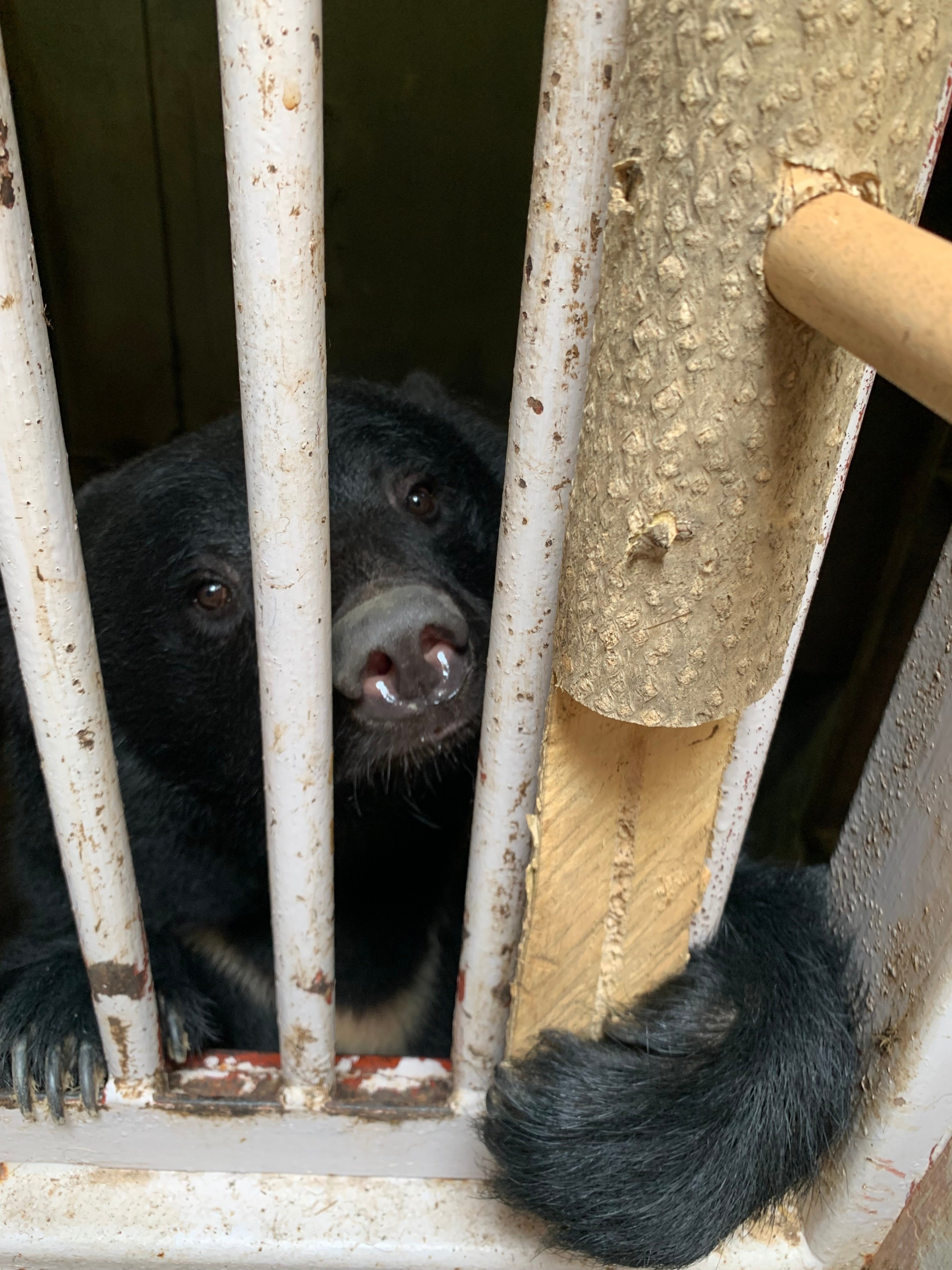 ZOOMOのニホンツキノワグマと動物福祉への取り組み｜「しいくうらばなし」