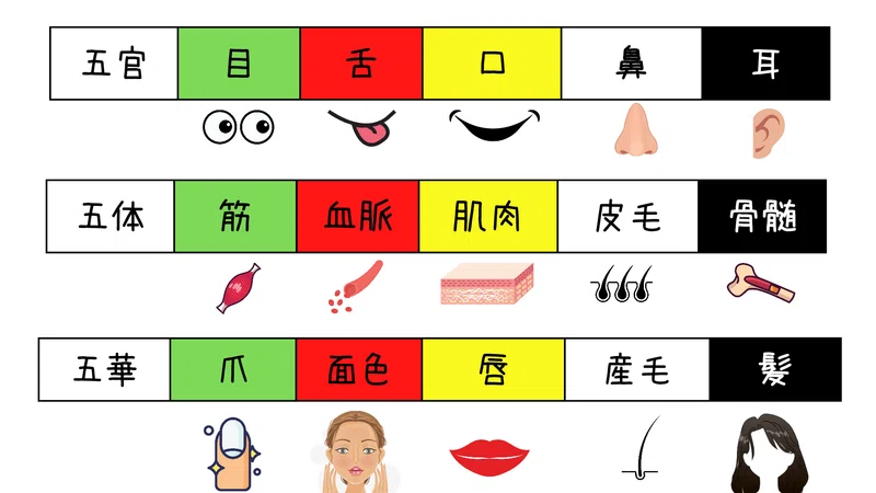 五行色体表〜人体編〜|東西医学のエッセンス〜Herbal〜☯️