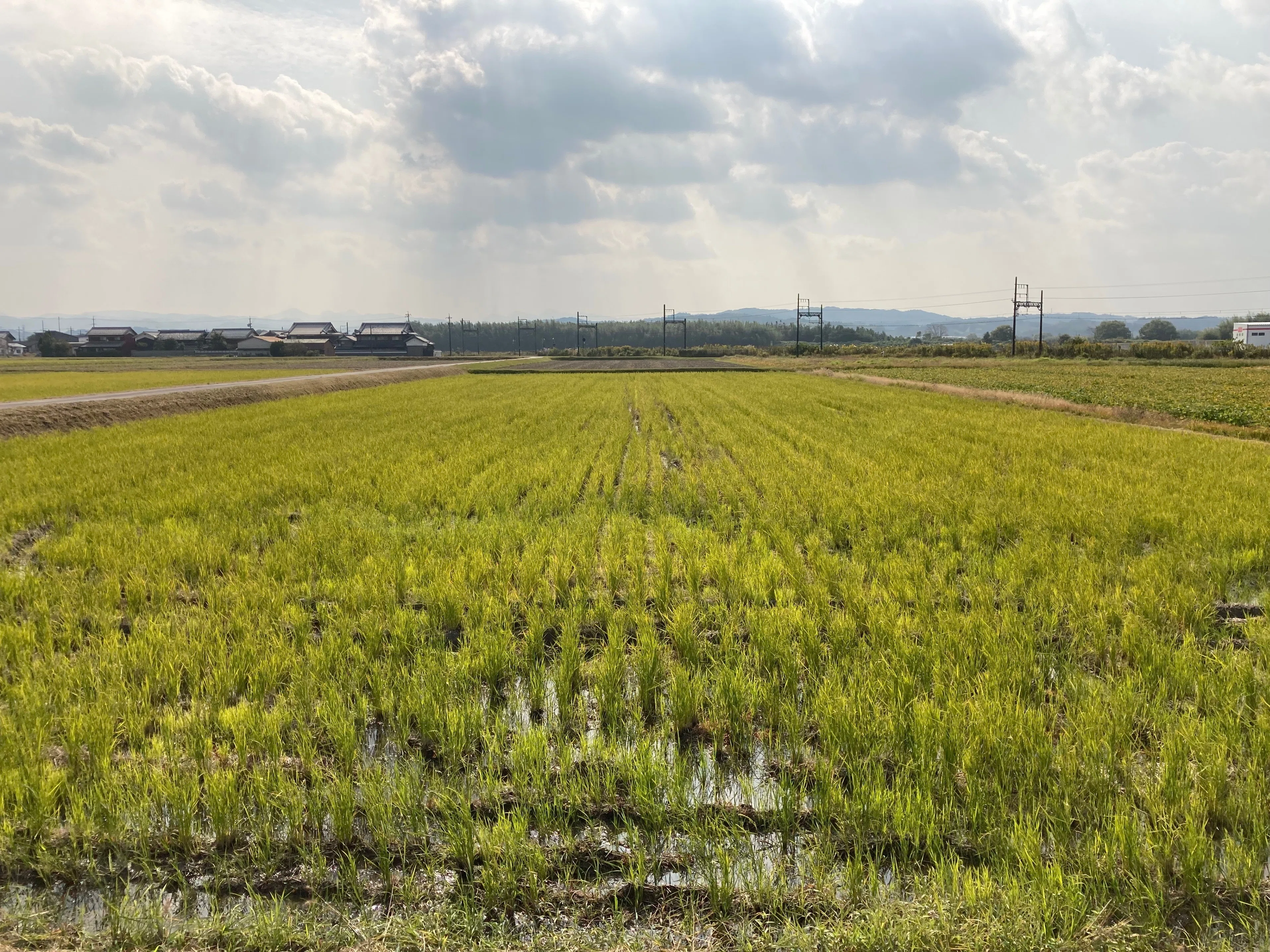 ゼロから始める伊賀の米づくり38:湿地化しつつある田んぼを秋起こし