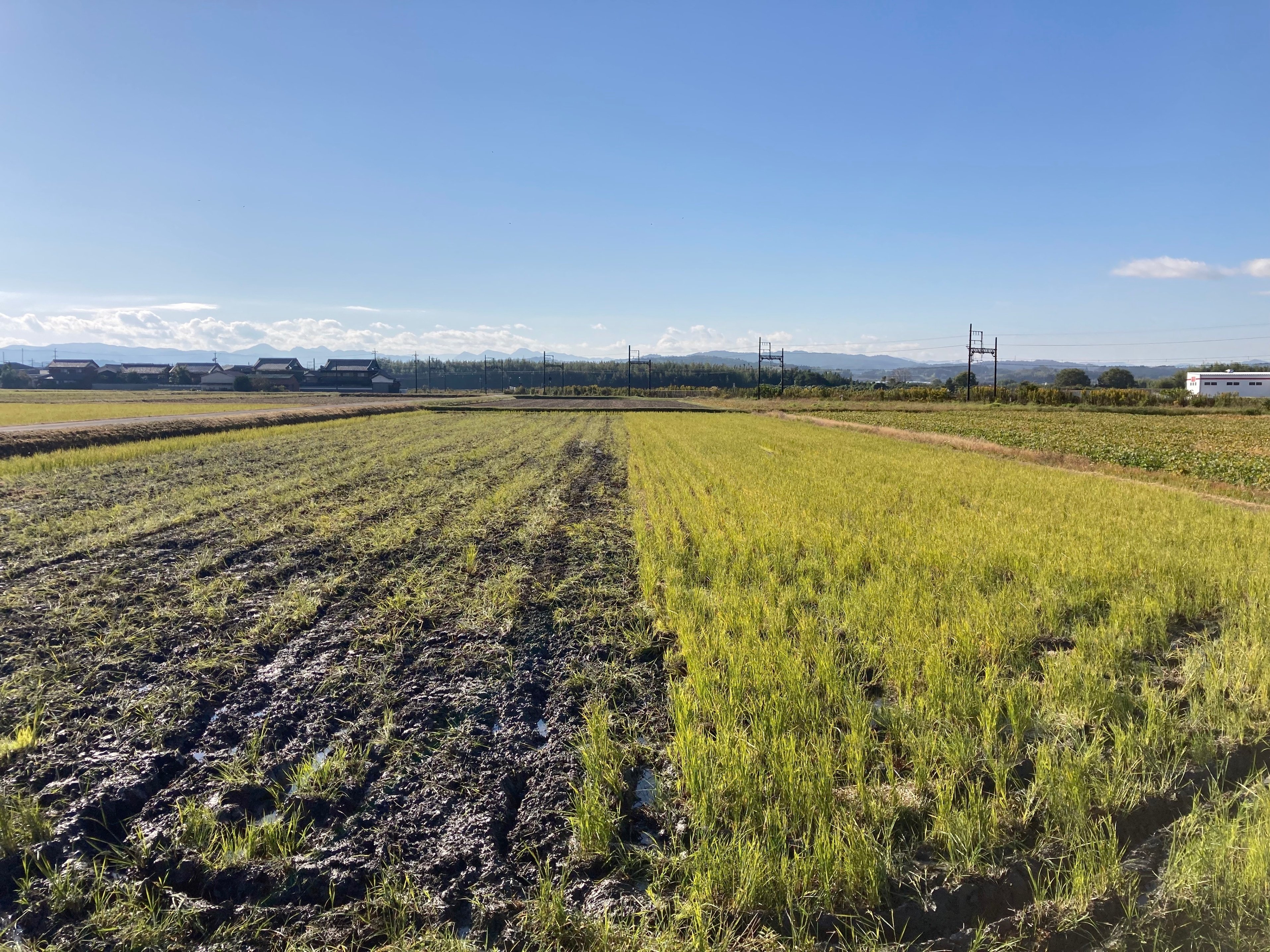 ゼロから始める伊賀の米づくり38:湿地化しつつある田んぼを秋起こし 