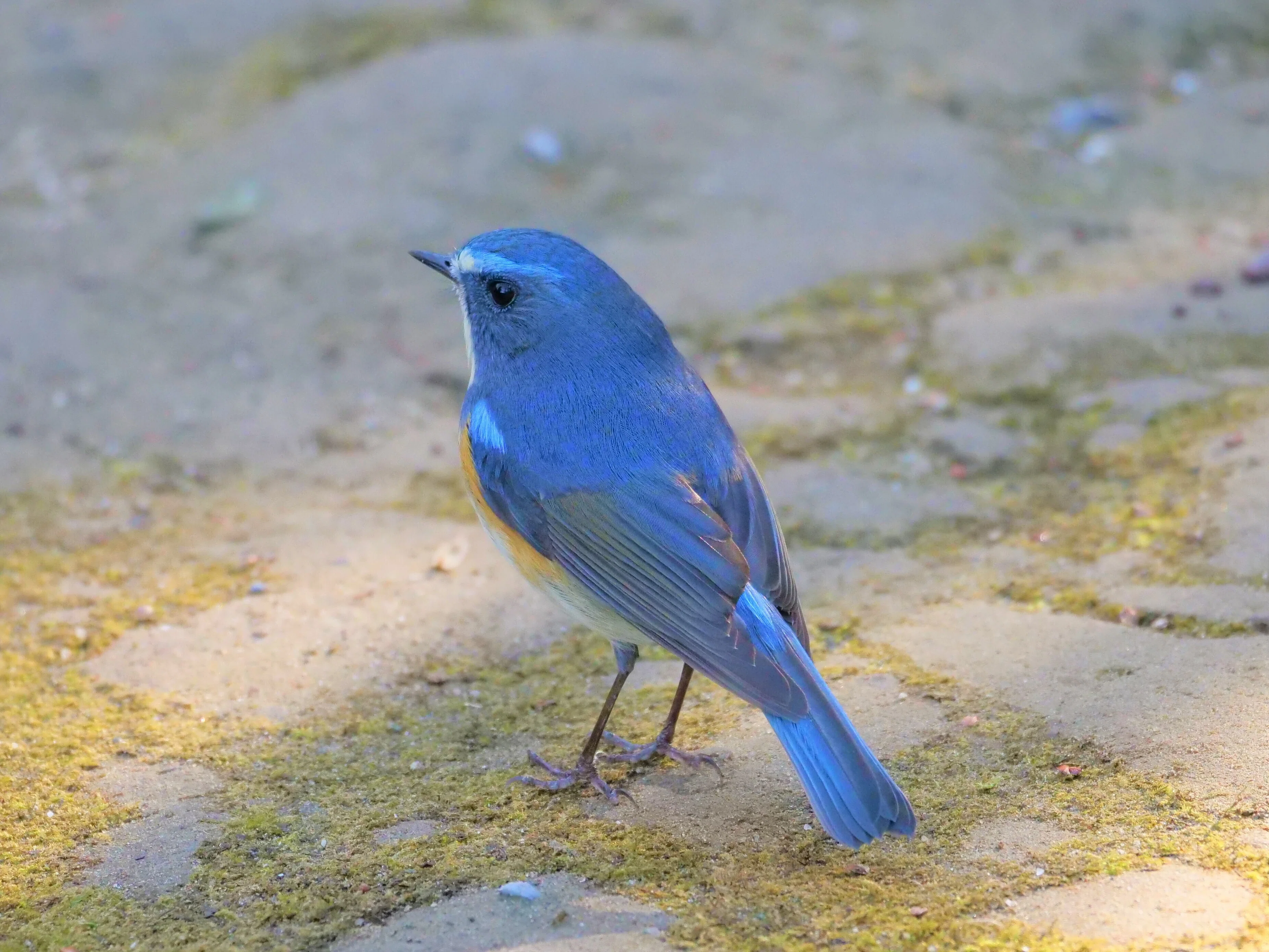 野鳥が好きです!㉓「ルリビタキ(オス)」｜take 🎸全ての人が自由に