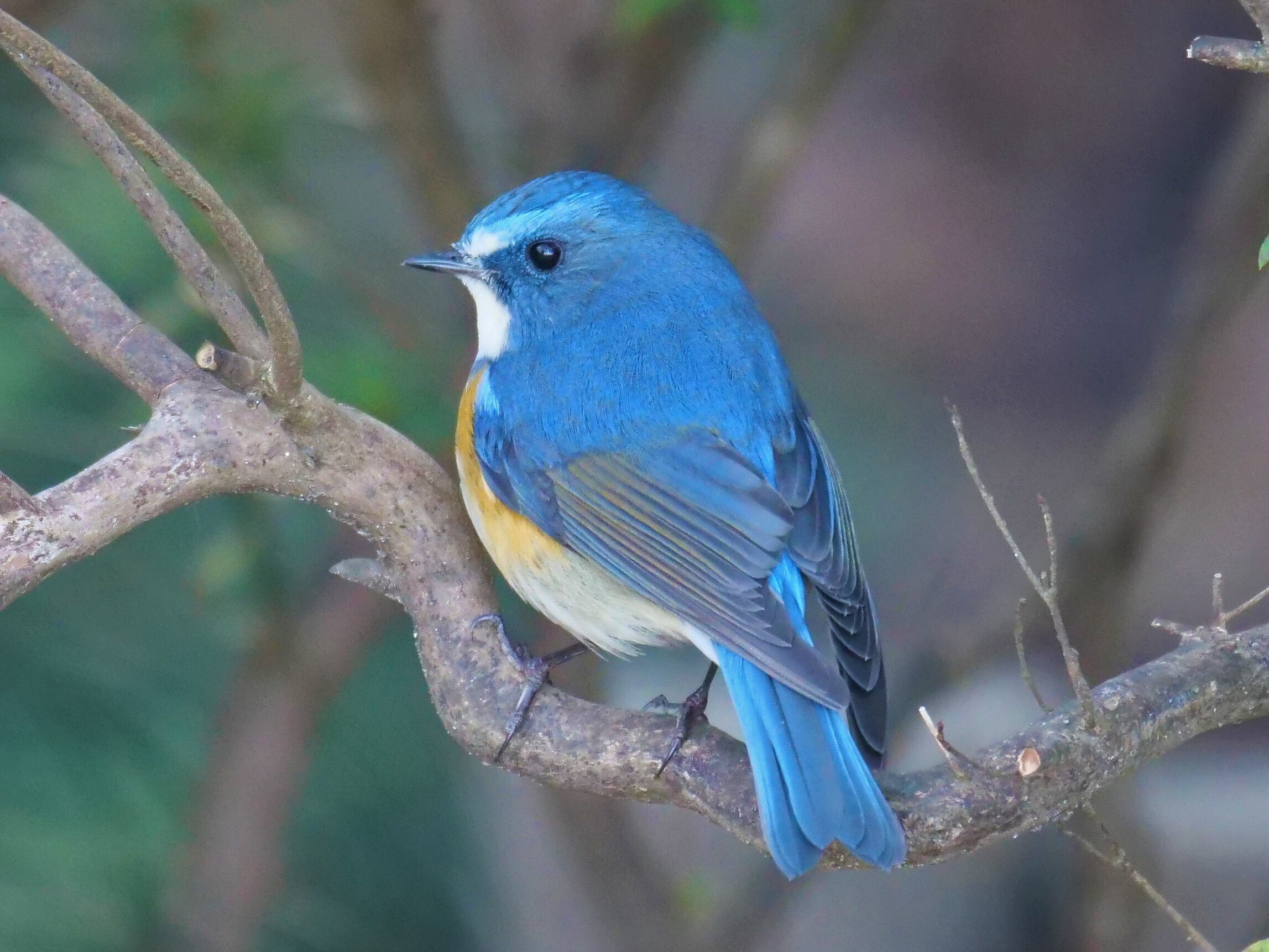 野鳥が好きです!㉓「ルリビタキ(オス)」｜take 🎸全ての人が自由