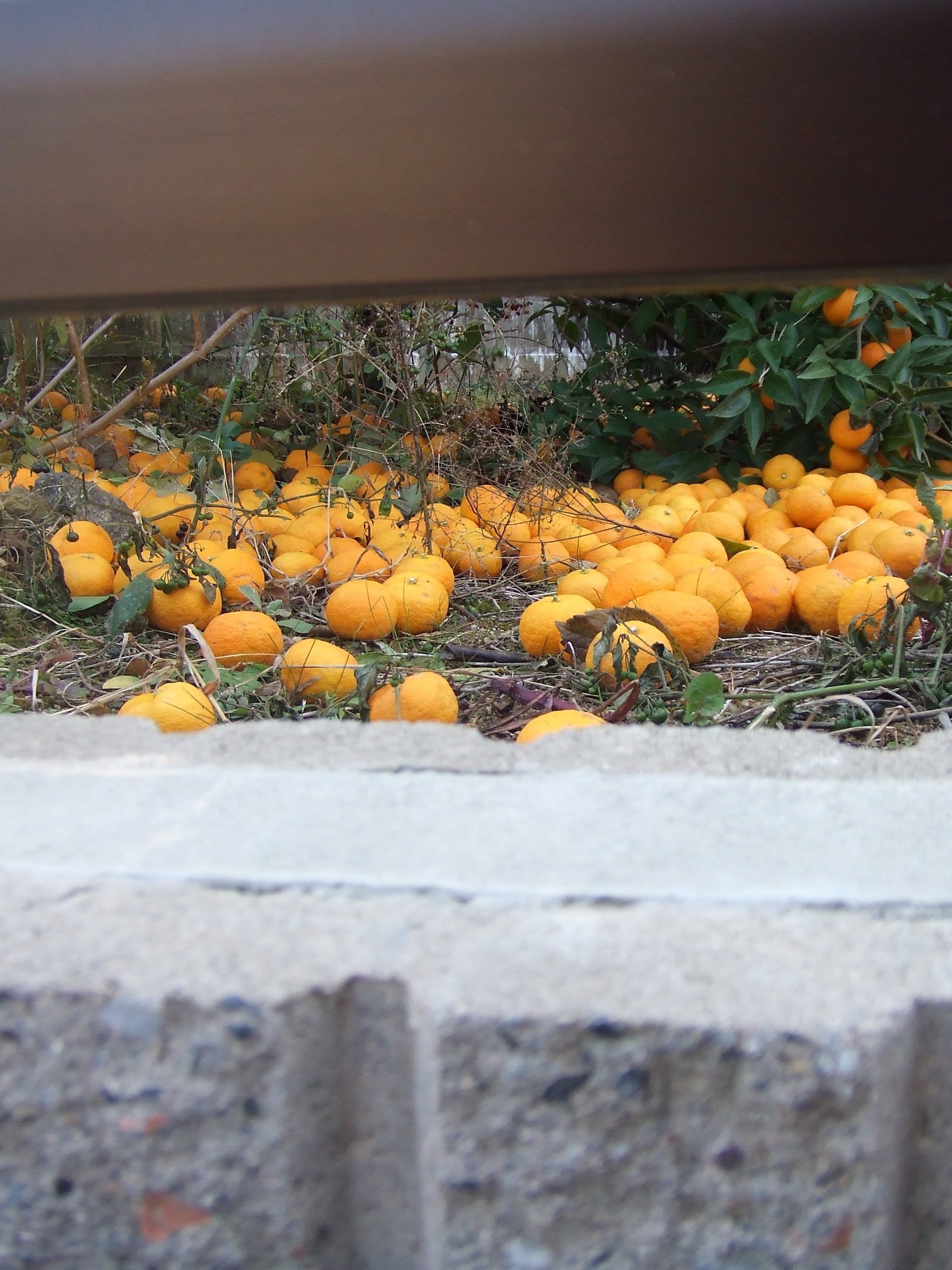 【作例あり】FUJIFILM Finepix Z2 CCDセンサー コンデジ FUJIFILM FinePix Z2 で松江城散歩を撮ってみた｜Ho_ly