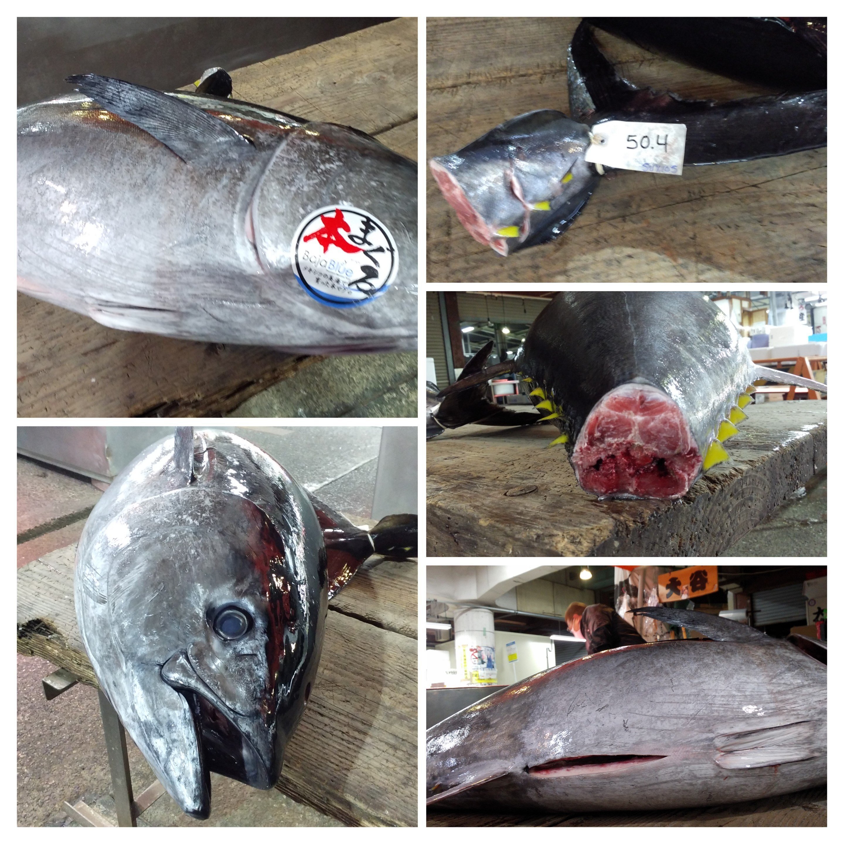2023年新春マグロ解体見学&初競り/Tuna auction and Its cutting