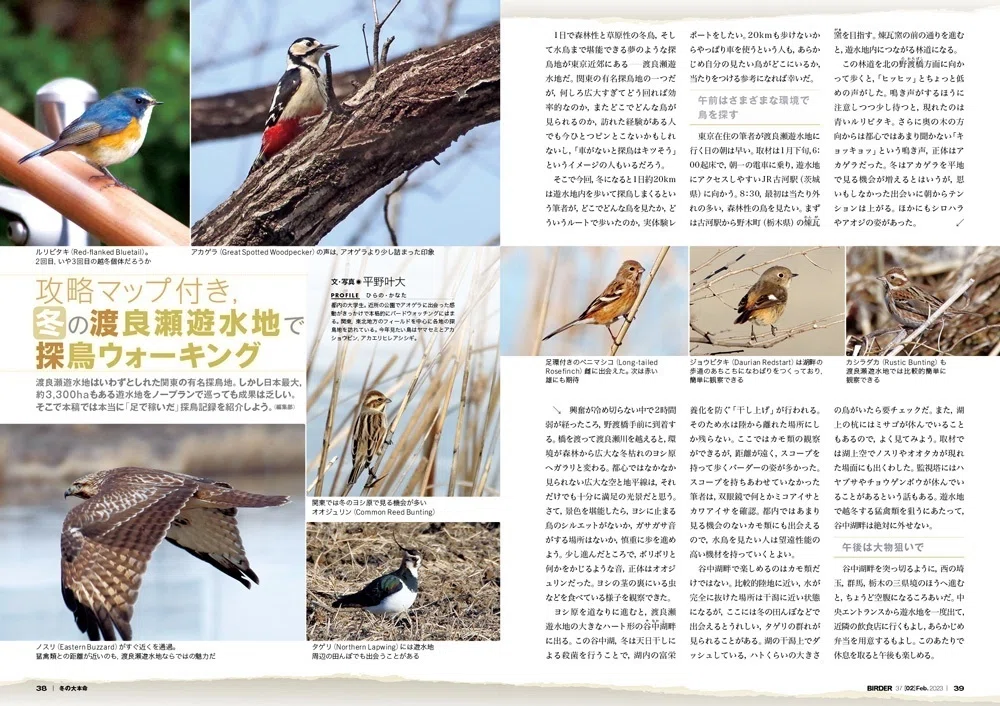 BIRDER2月号の見どころ｜ブンイチ（文一総合出版）