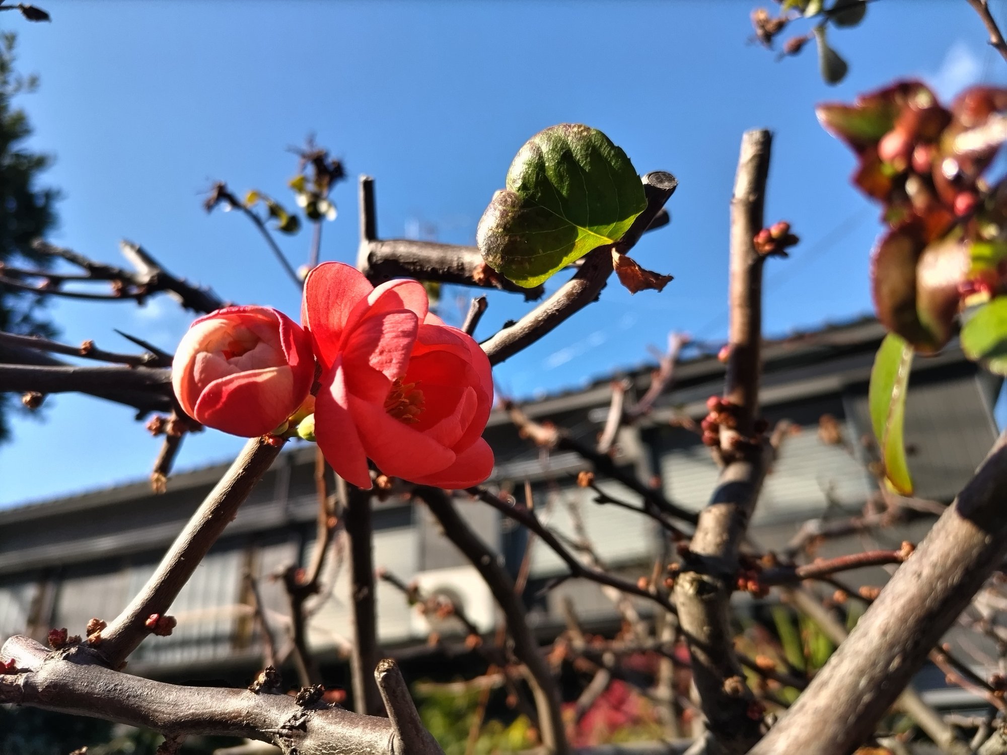 寒木瓜の花 Marry015 Note 寒木瓜の花 Marry015 Note