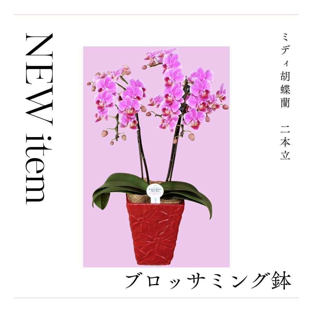 蘭の花大好き　様限定　　　ミンク 蘭の花大好き 様限定 ミンク 蘭の花大好き 様限定 ミンク 法人様