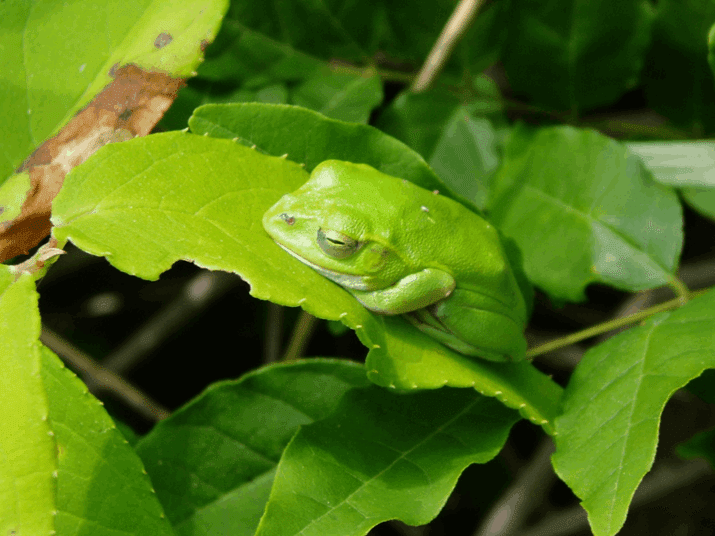 どうしていろんなカエルが田んぼで暮らすか 2｜夏原由博