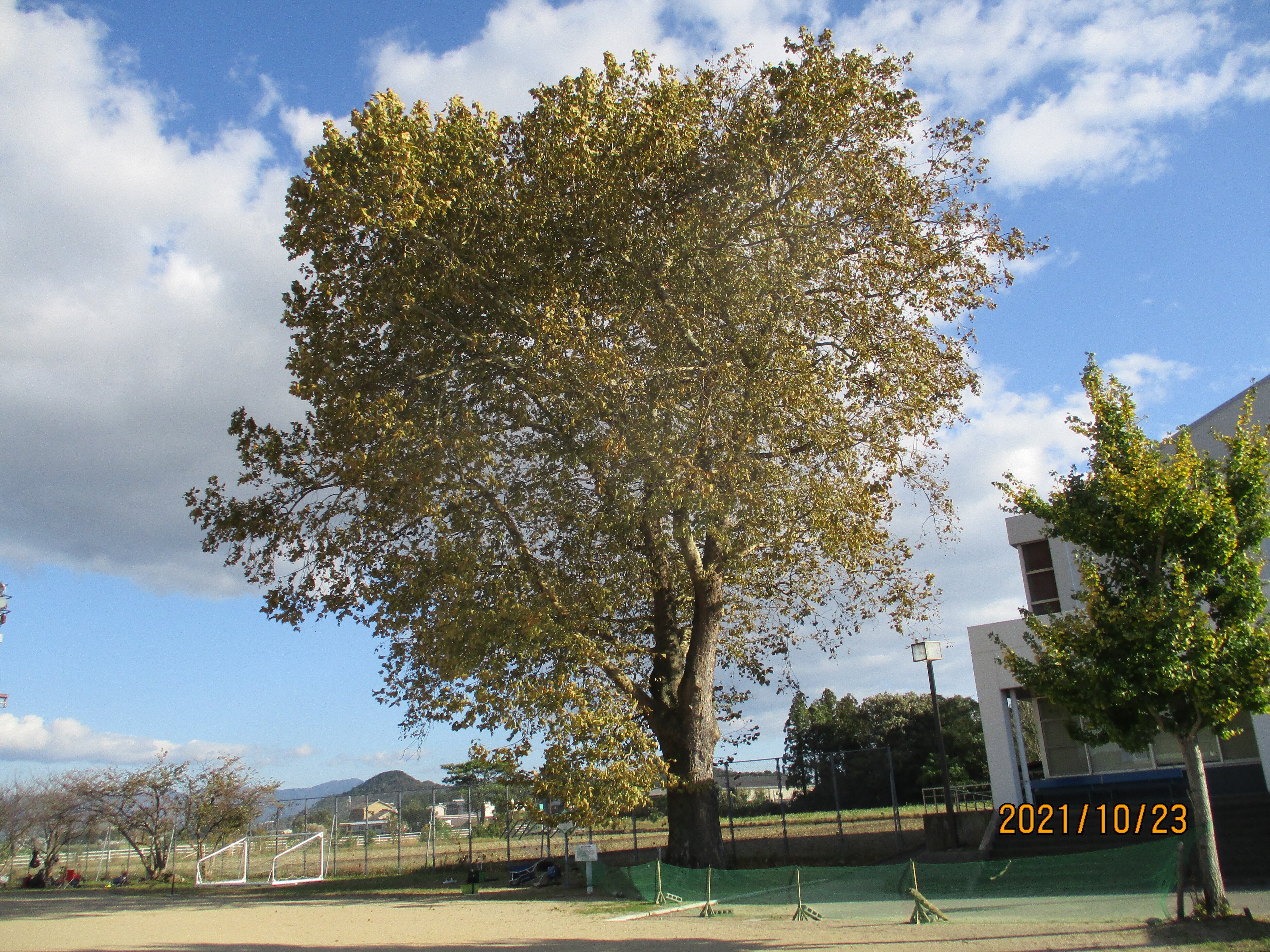 鈴懸の木」の鈴がブラブラと・・・。｜東近江トレイル探訪、繖山・箕作山