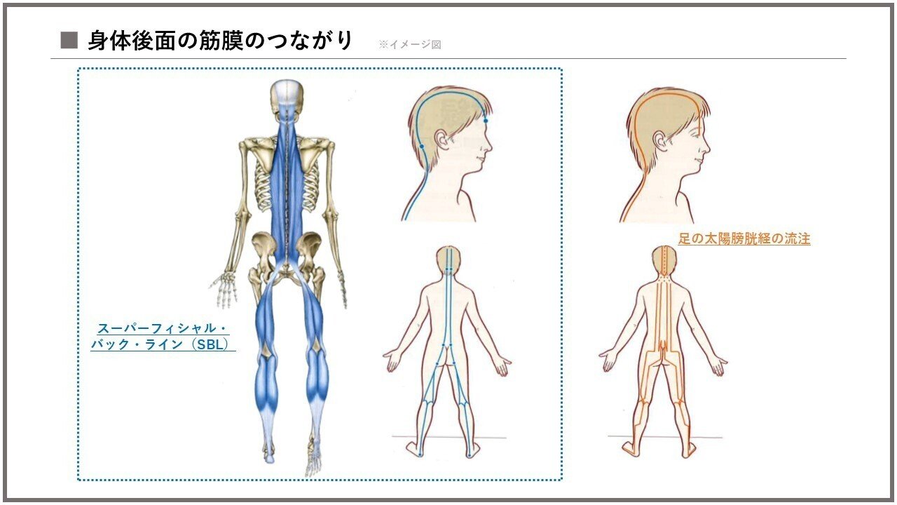 アナトミー・トレイン 第4版 Web動画付 徒手運動療法のための筋 アナトミー・トレイン 第4版 Web動画付 徒手運動療法のための筋