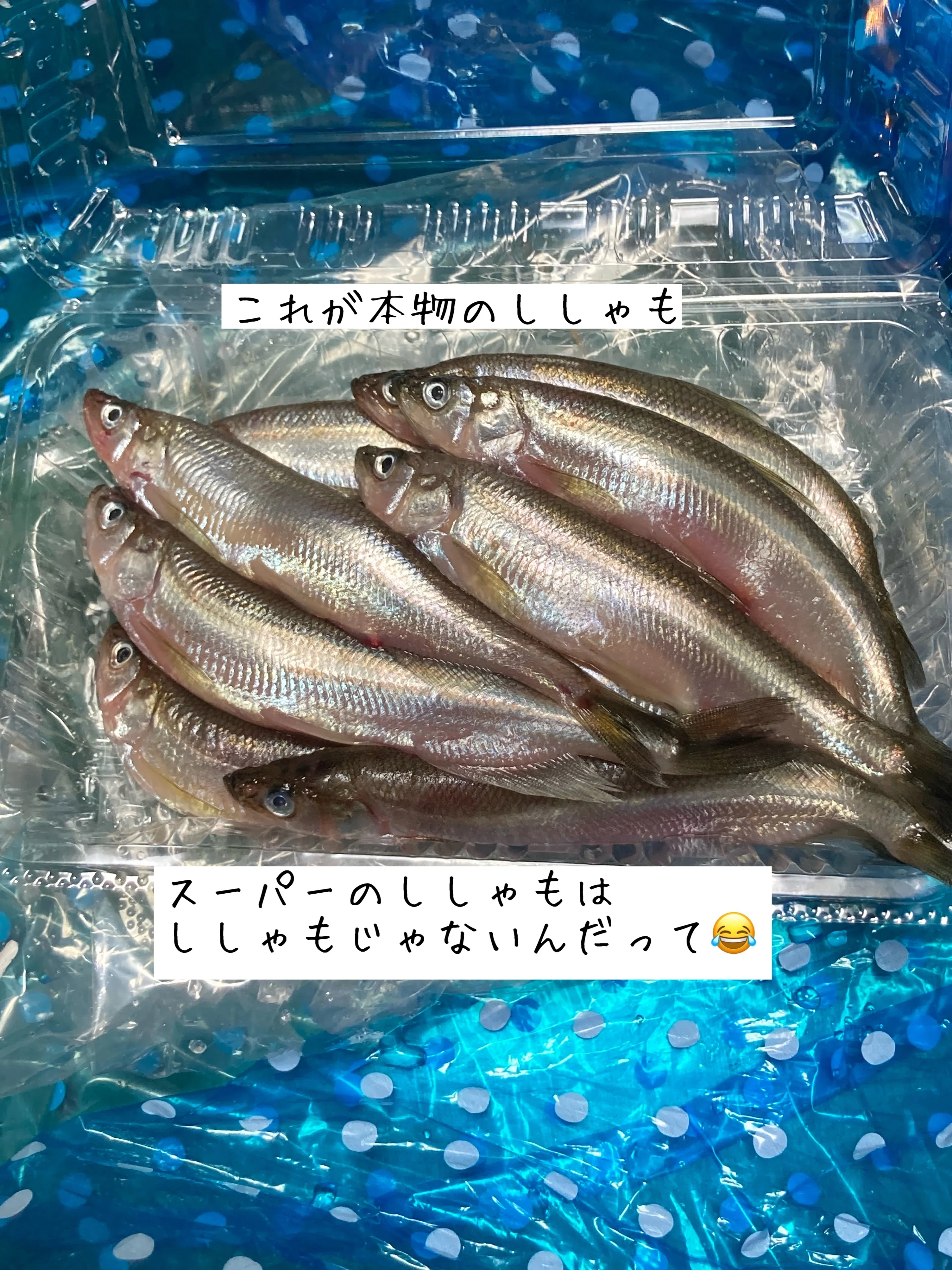 スーパーのししゃもは本物のししゃもじゃないと知った話｜チャップ