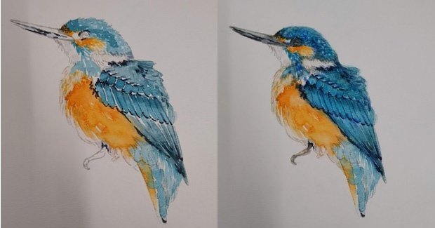 透明水彩絵の具をしっかり発色させて鳥を描く練習｜かじよこ kaji yoco