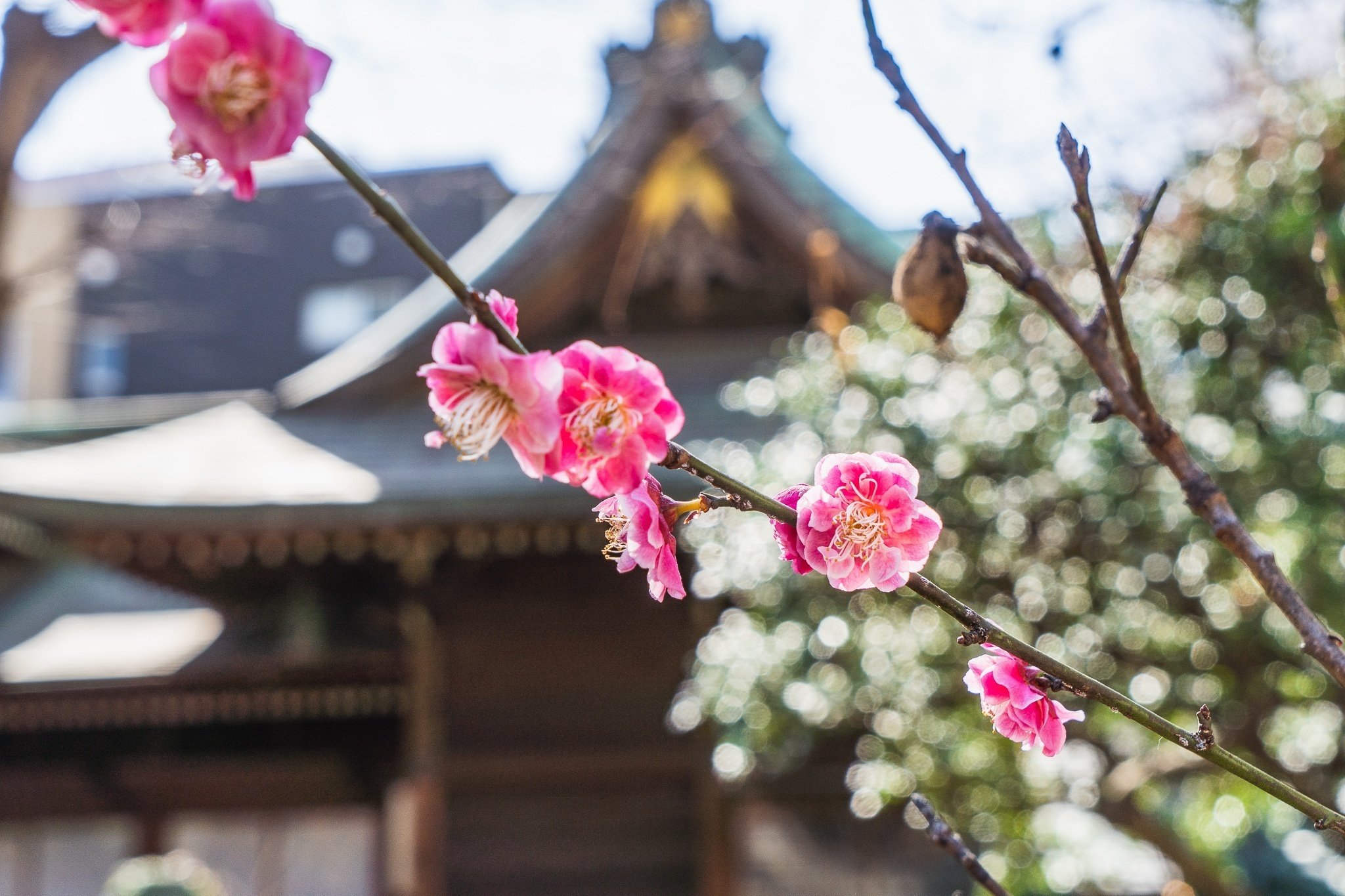 豆まき」と「立春」 節分は旧暦の大晦日！？｜小野照崎神社