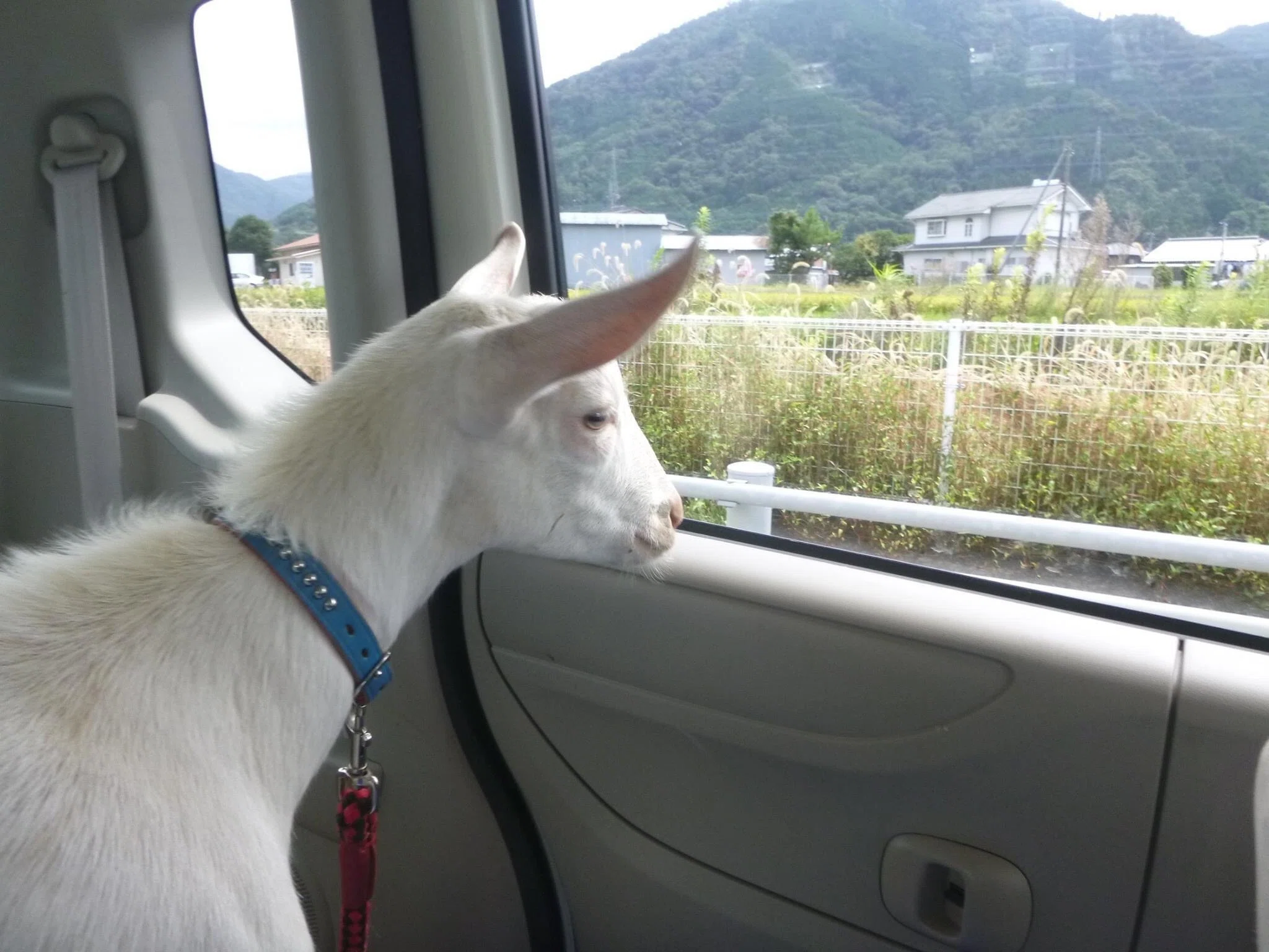 オスヤギきびちゃんの一生｜広瀬浩二