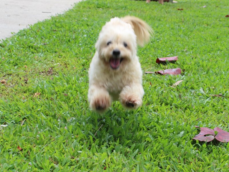 近所で犬を散歩させている方に、写真撮影の許可をもらって撮っていたのですが、躍動感のあるものは動きが早いのでとても難しいということがわかった。スポーツなどの貴重ショットは、撮るのが大変だからやっぱり貴重なのだろうなと、ワンちゃんがブレた写真を見て思う。それにしても、見知らぬ人にもこんなに愛想を振り撒いてくれるなんて、かわいいね〜