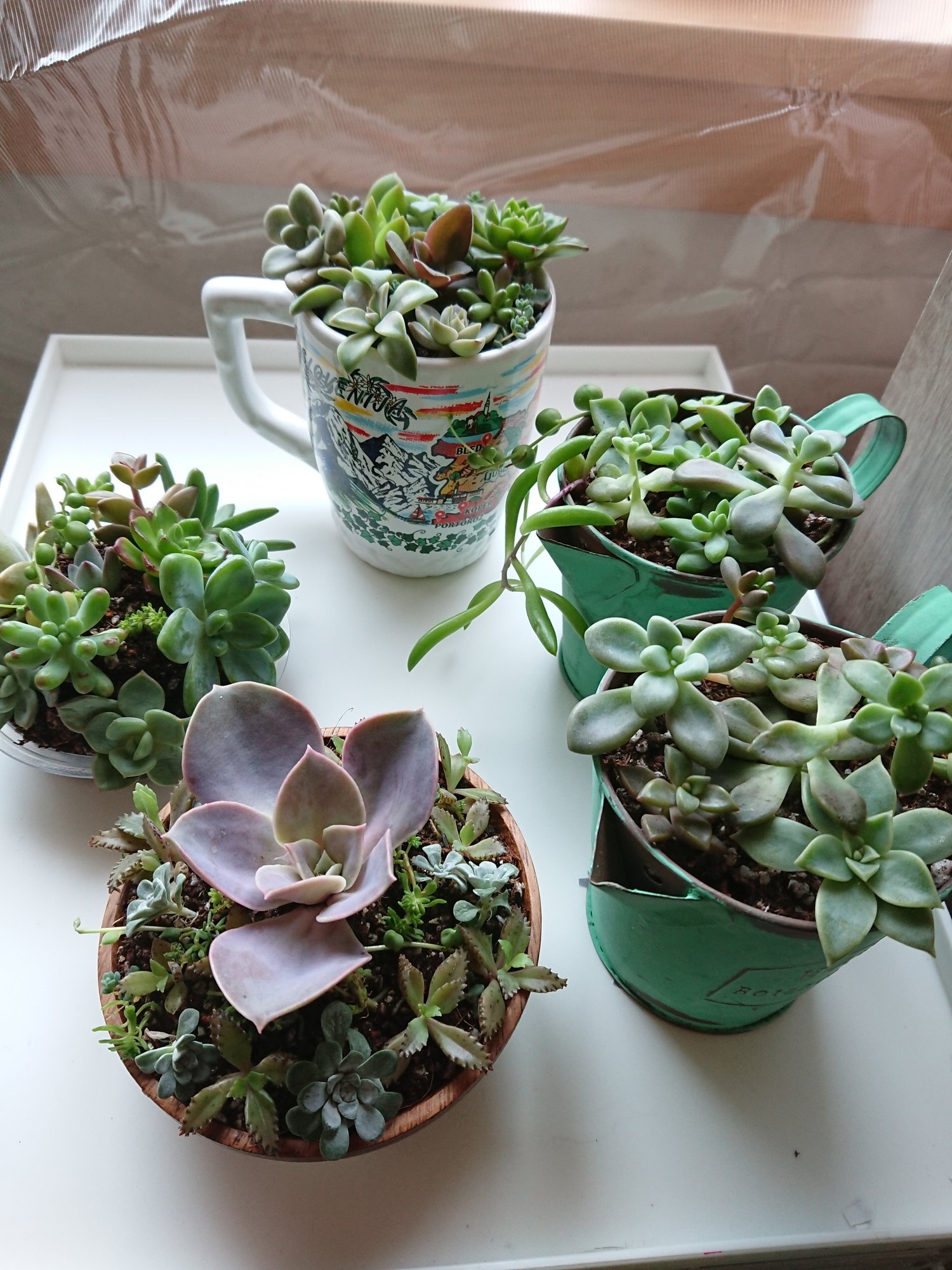 多肉植物の寄せ植え Alphaviile Farm アルファヴィル ファーム Note 多肉植物の寄せ植え Alphaviile Farm アルファヴィル ファーム Note