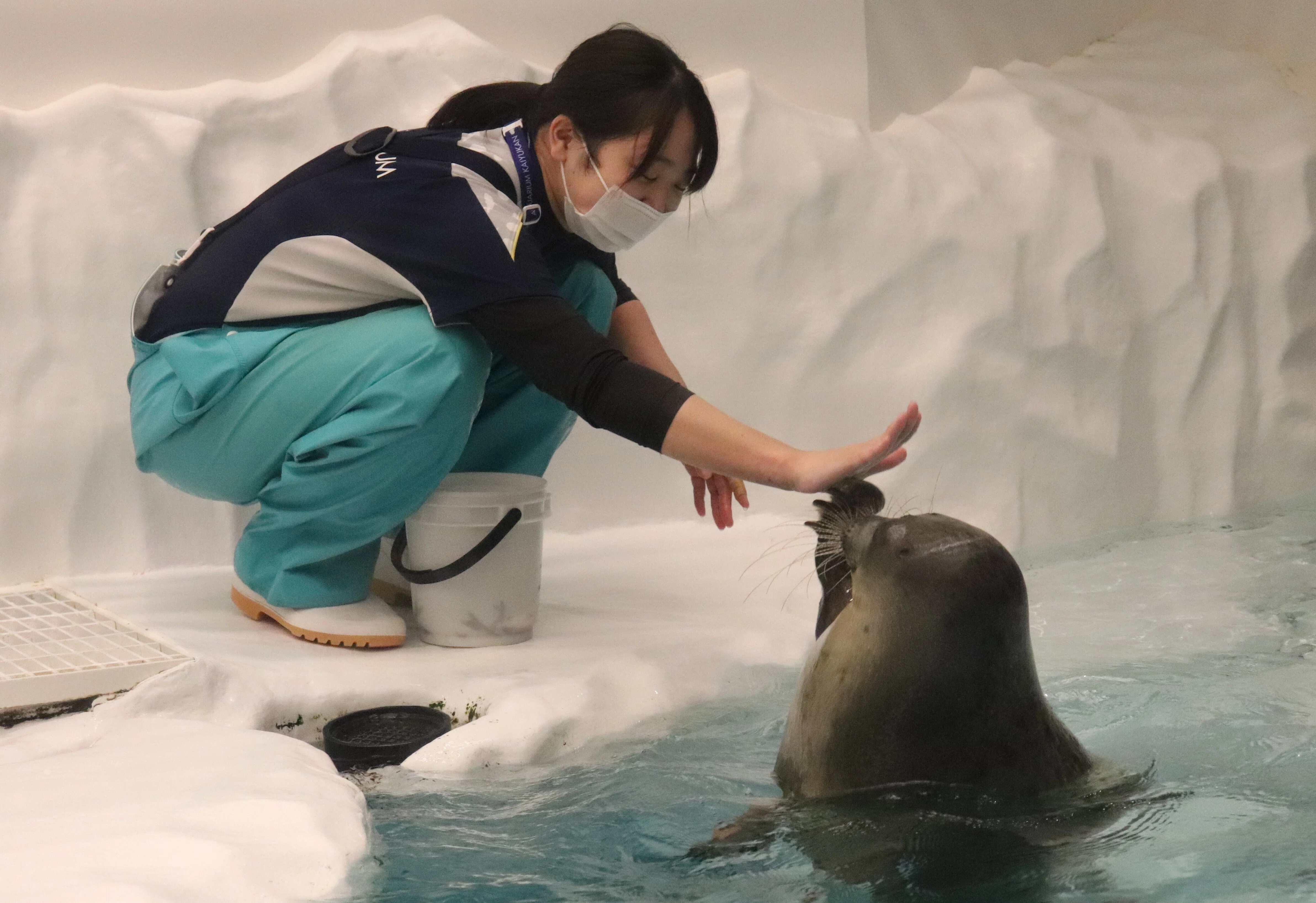 海遊館に行ってきました｜しょいシャーク