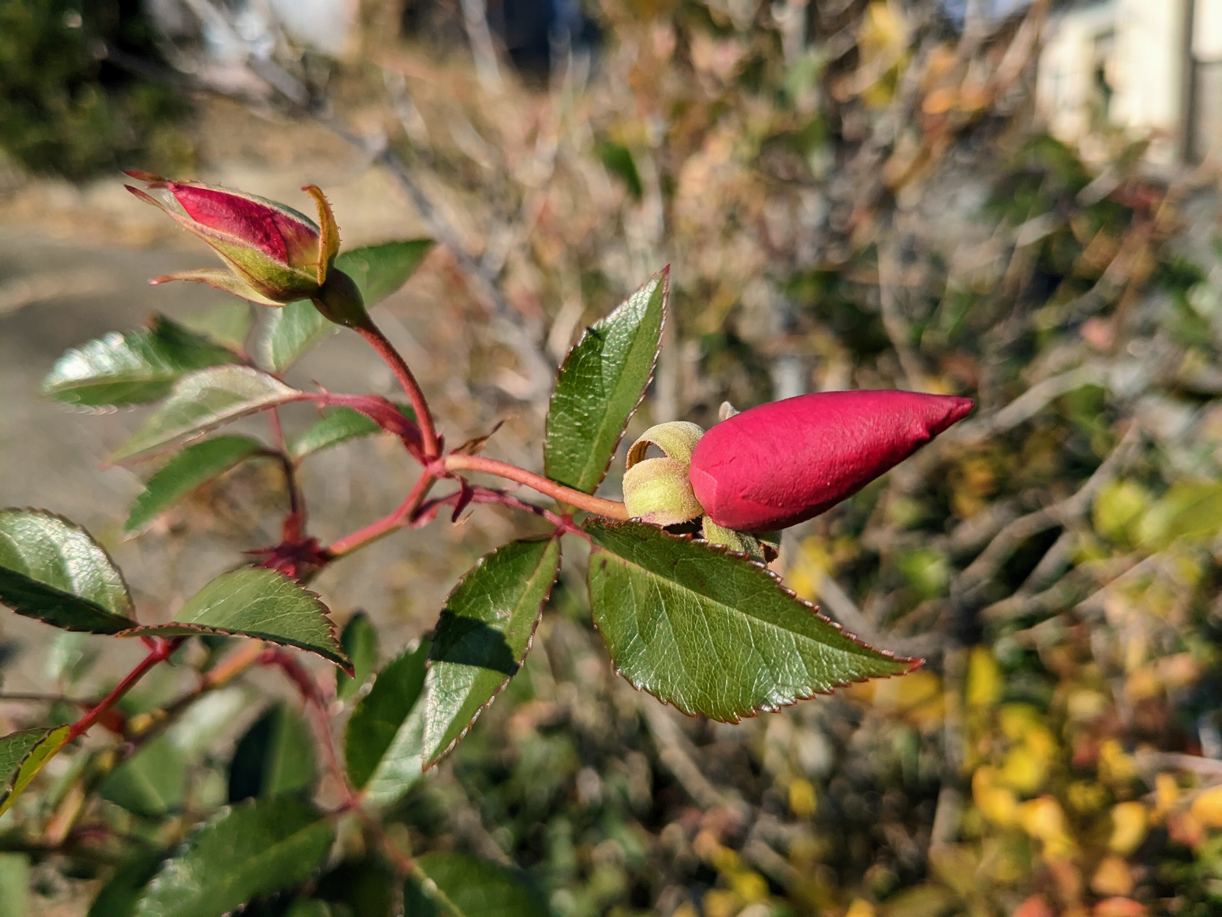 蕾ウォッチャー Aria Note