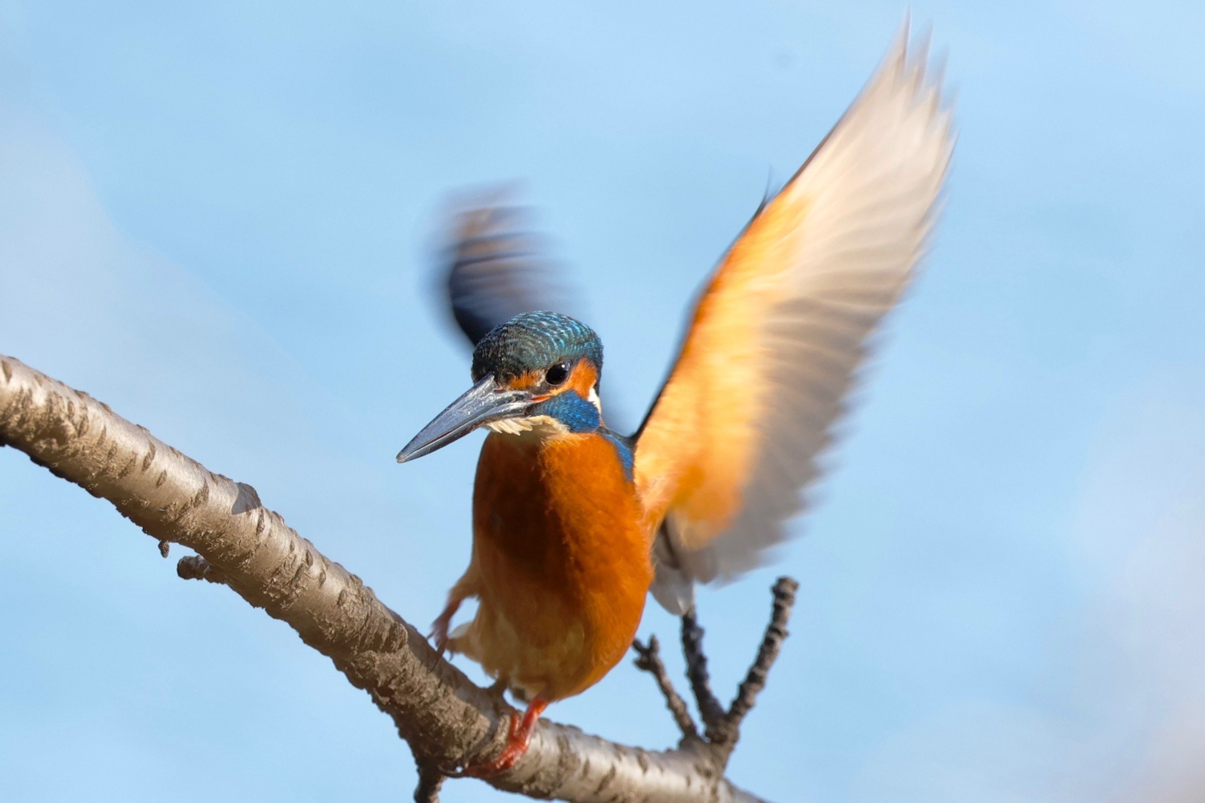 大東京カワセミ日記153 20230110 公園池でオスとメスが追い