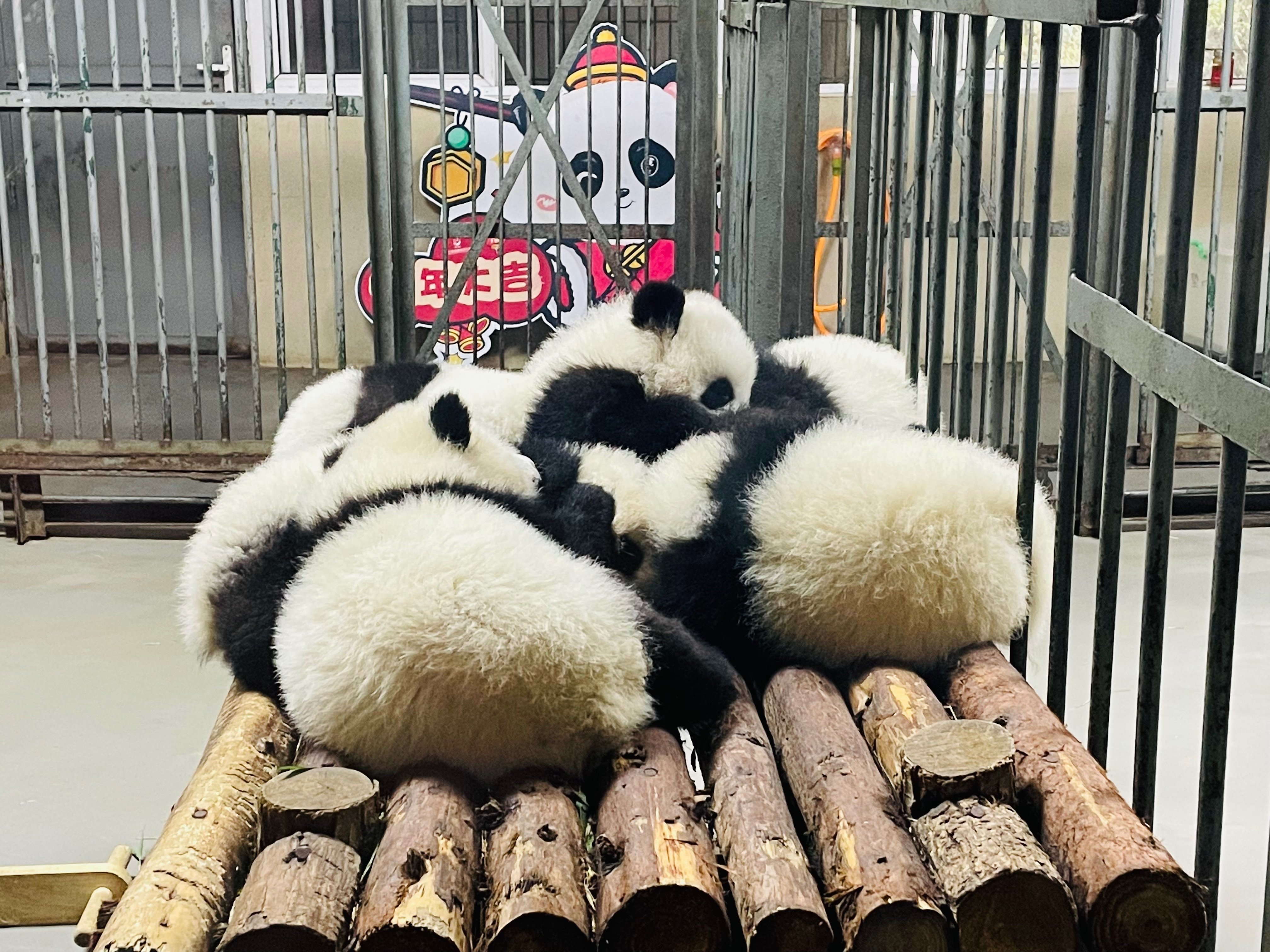 四川をゆく3 【成都・パンダ研究基地】｜福岡人、中国の街道をゆく