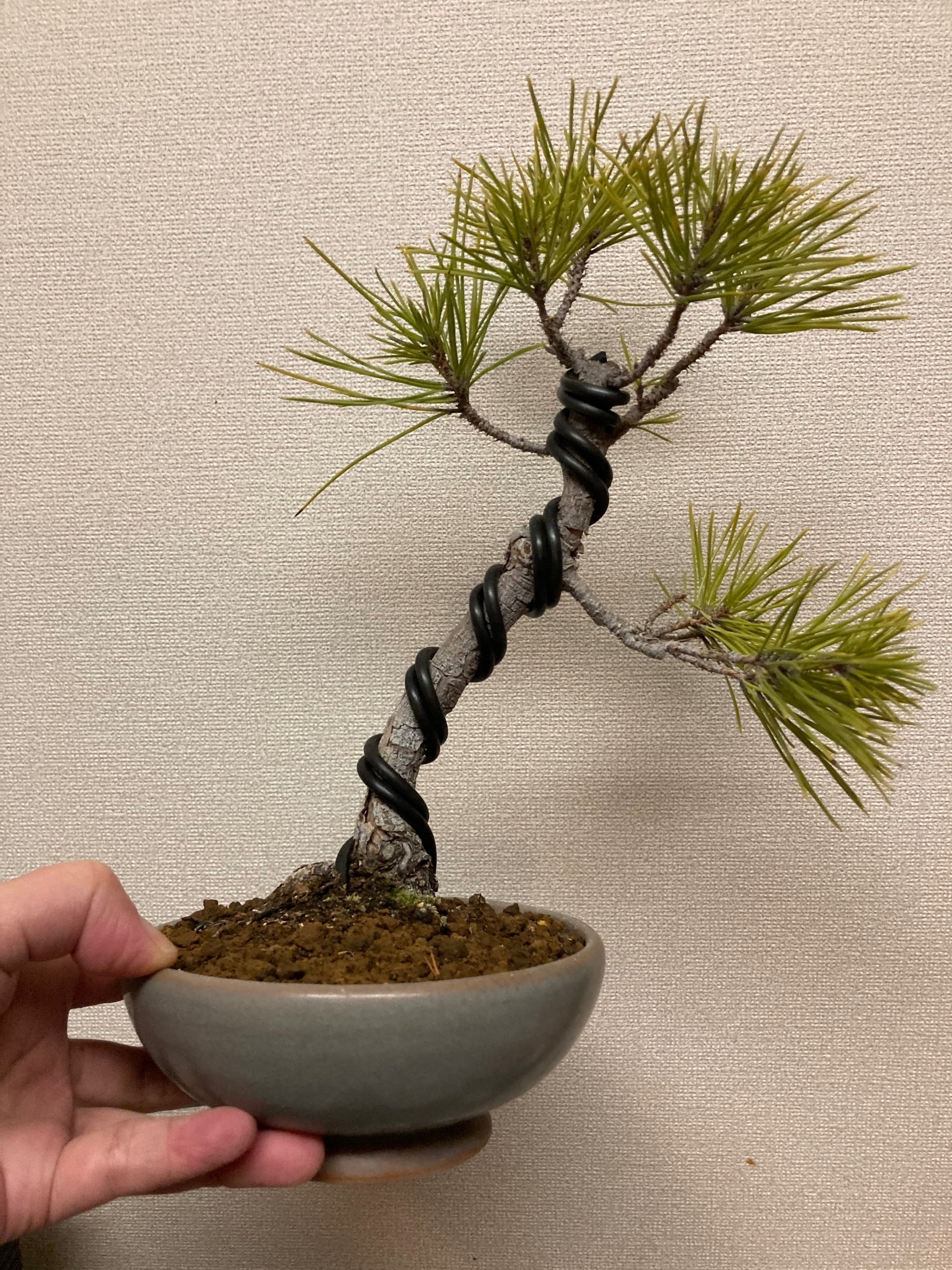 盆栽】勝手に生えてきた黒松を盆栽にしたい｜びわ