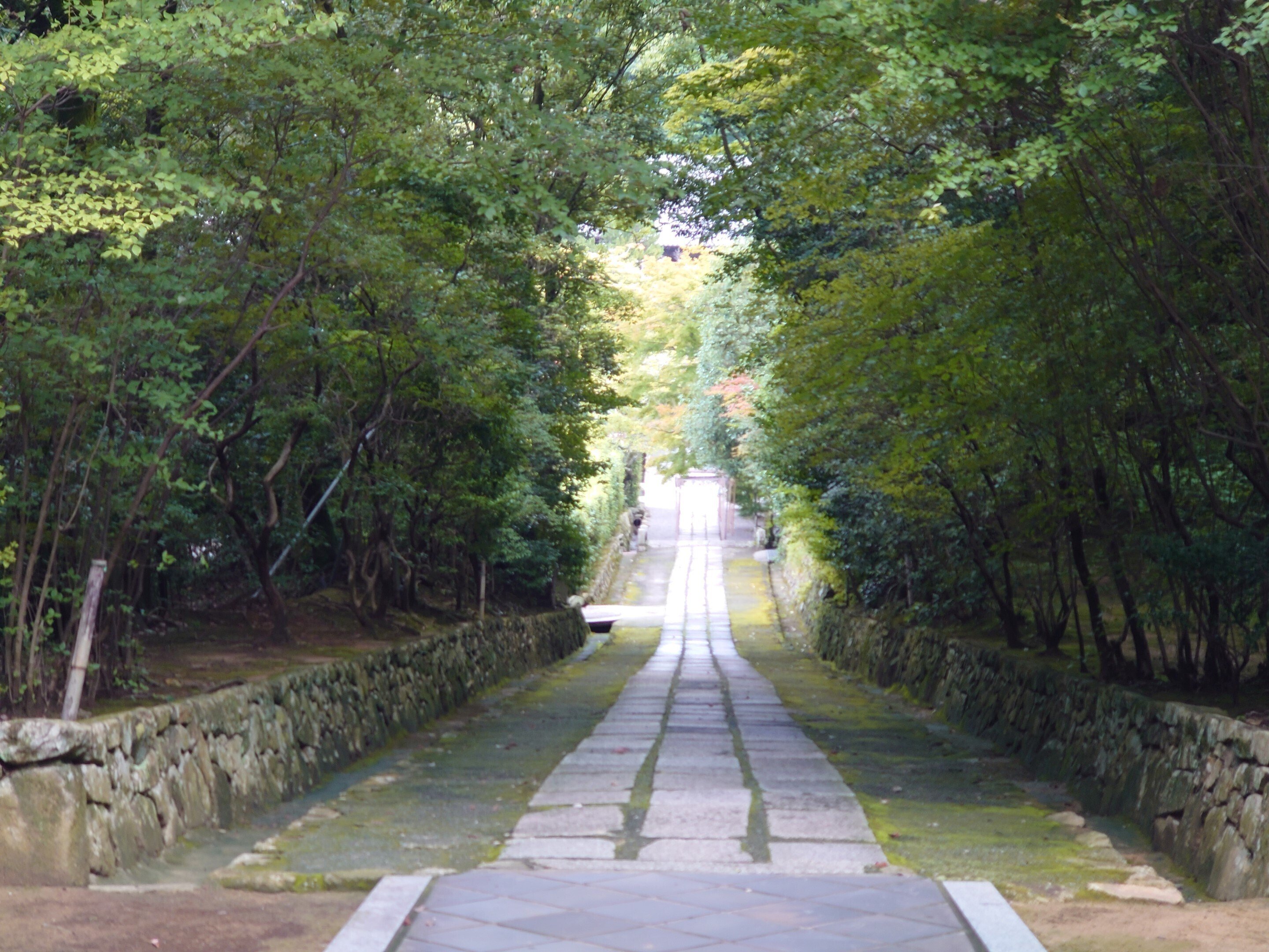 満願寺2022年8月23日【風鈴】｜レタス