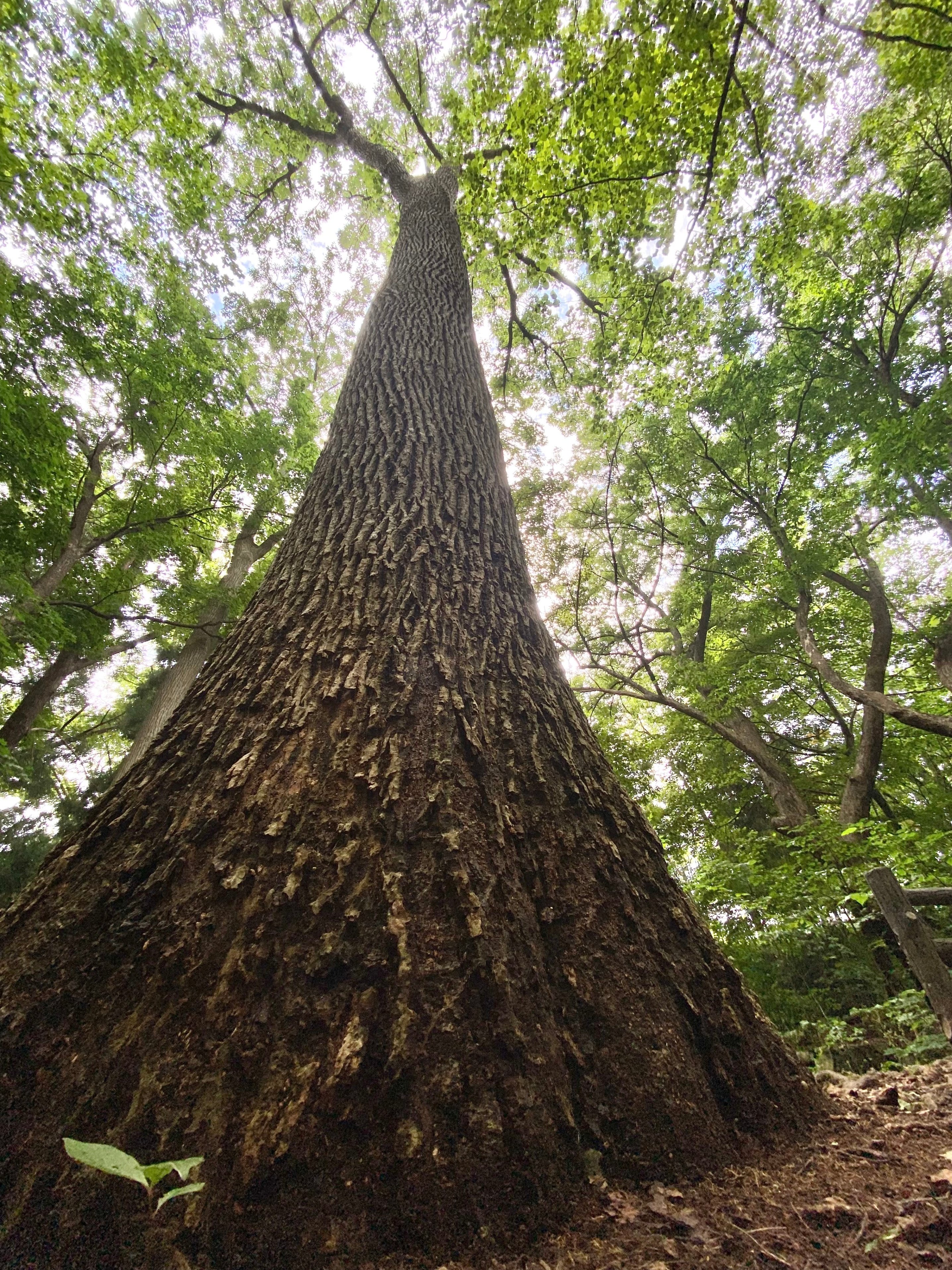 樹木図鑑 その① ヤチダモ ～王貞治の戦友の華々しい経歴～｜日本花卉
