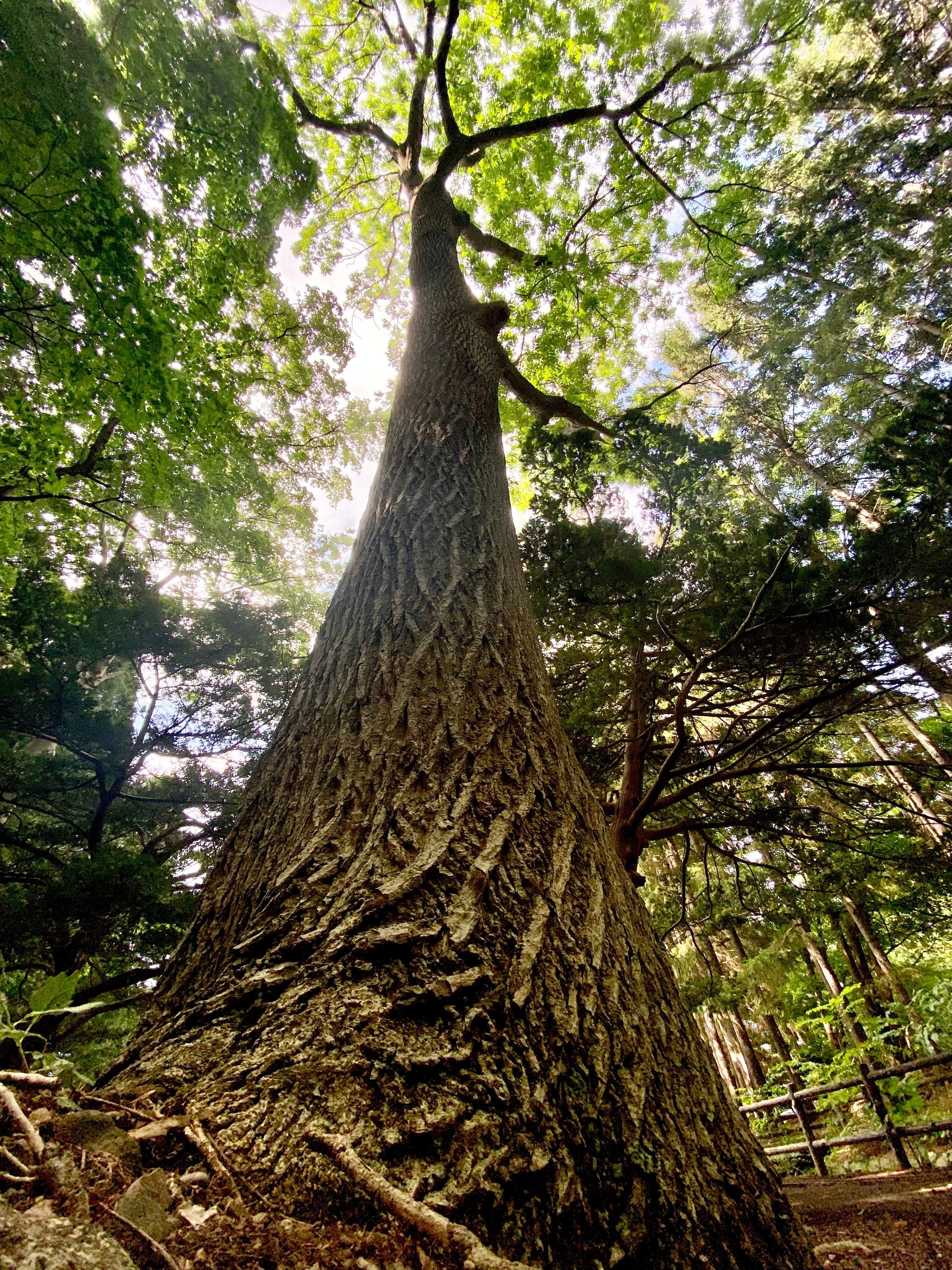 樹木図鑑 その① ヤチダモ ～王貞治の戦友の華々しい経歴