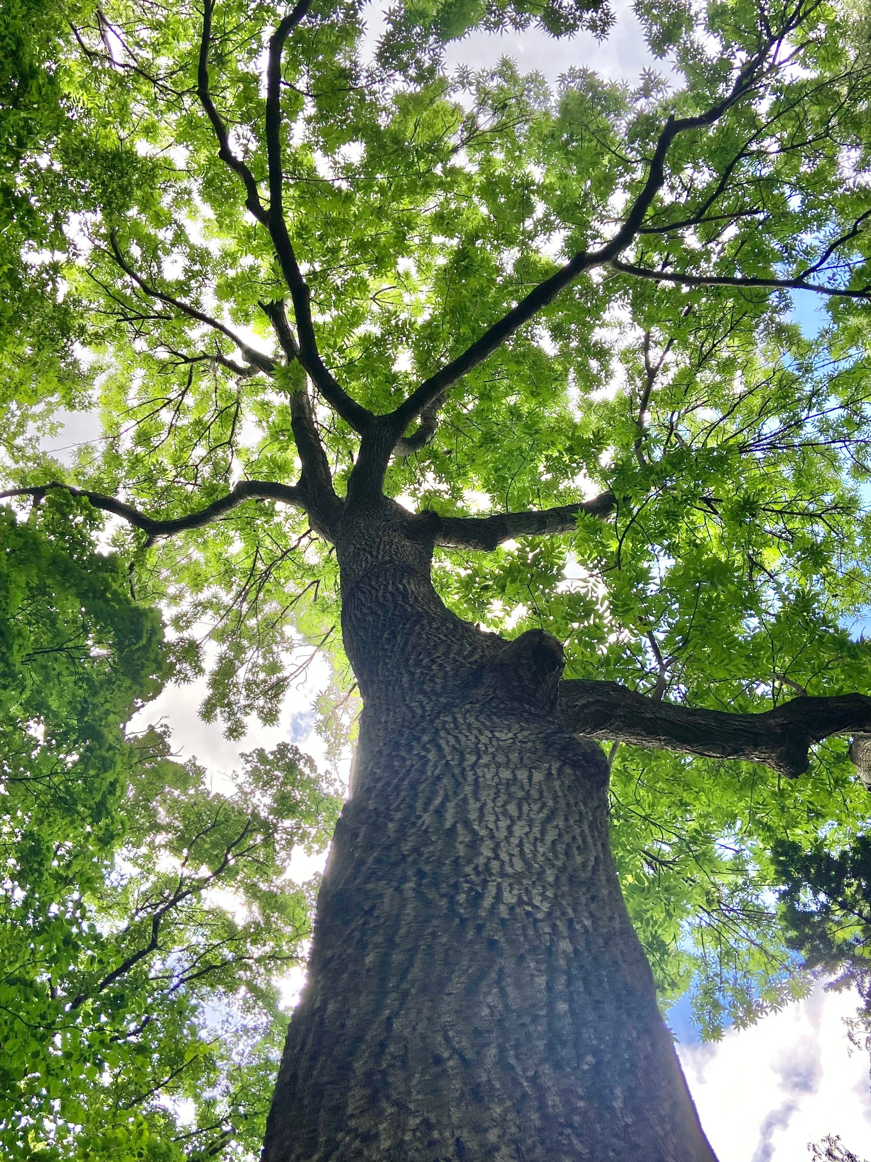 ヤギサワ　アオダモ rectangle_large_type_2_50155ce