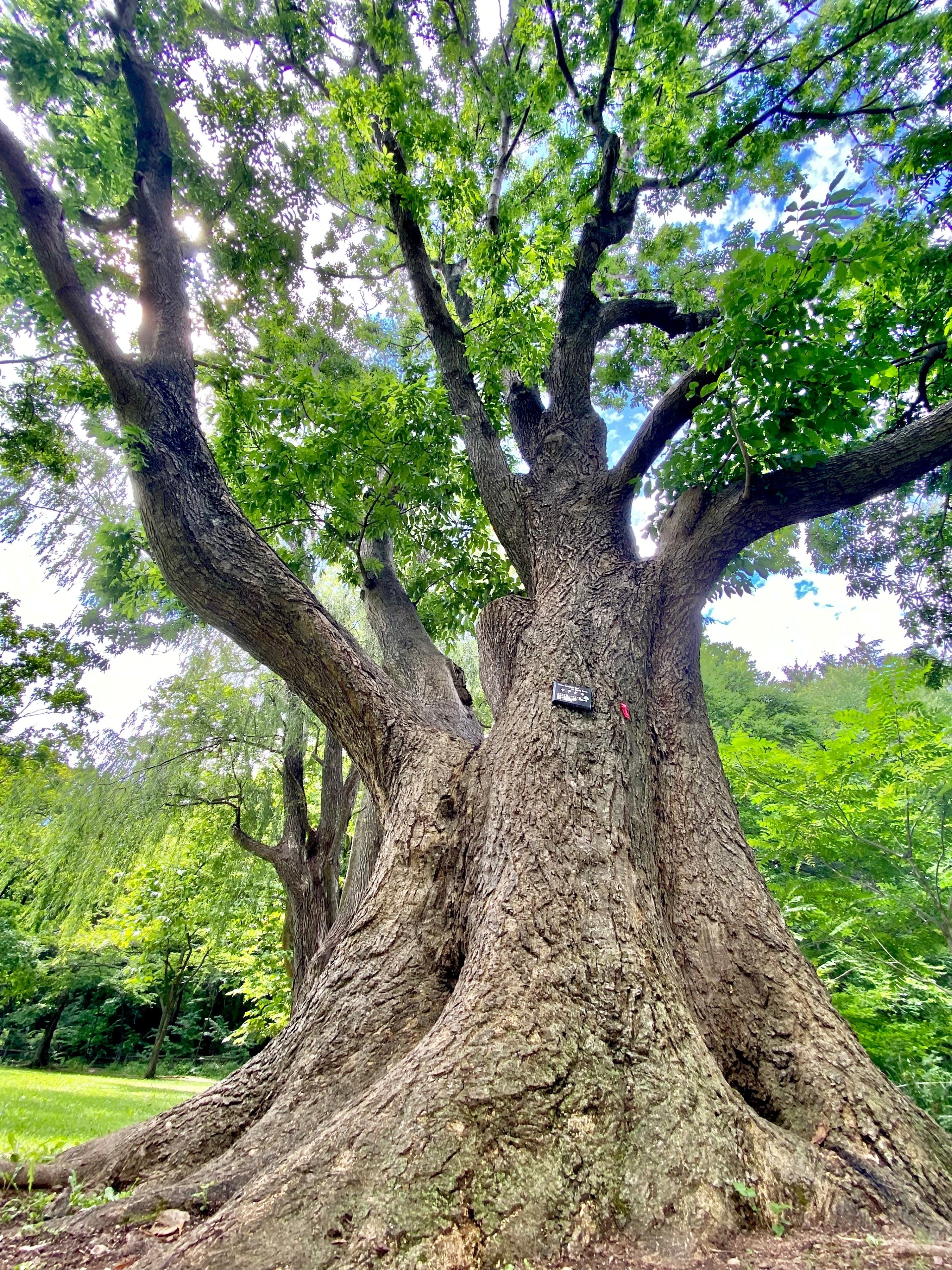 ヤギサワ　アオダモ rectangle_large_type_2_50155ce