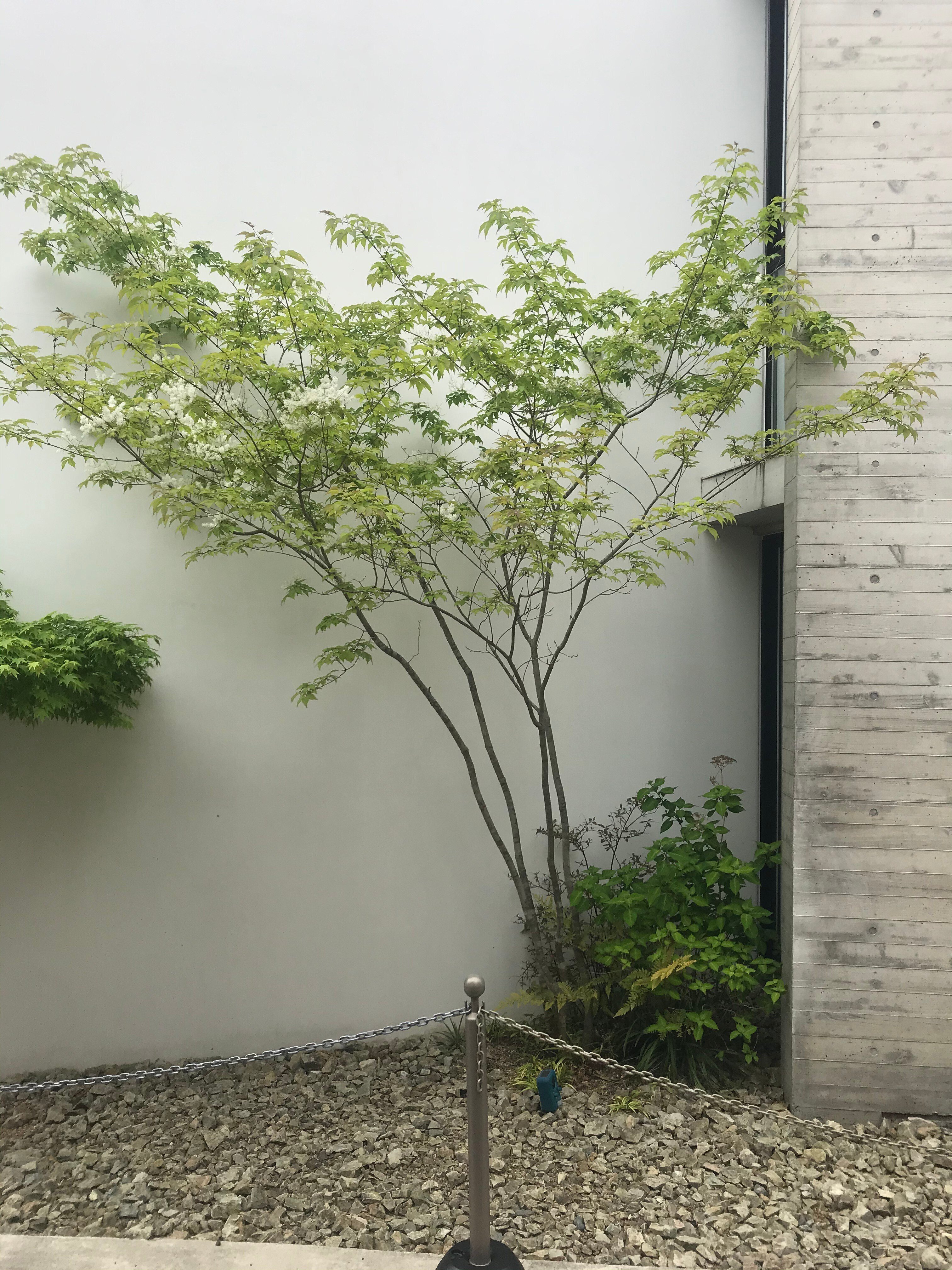 樹木図鑑 その① ヤチダモ ～王貞治の戦友の華々しい経歴