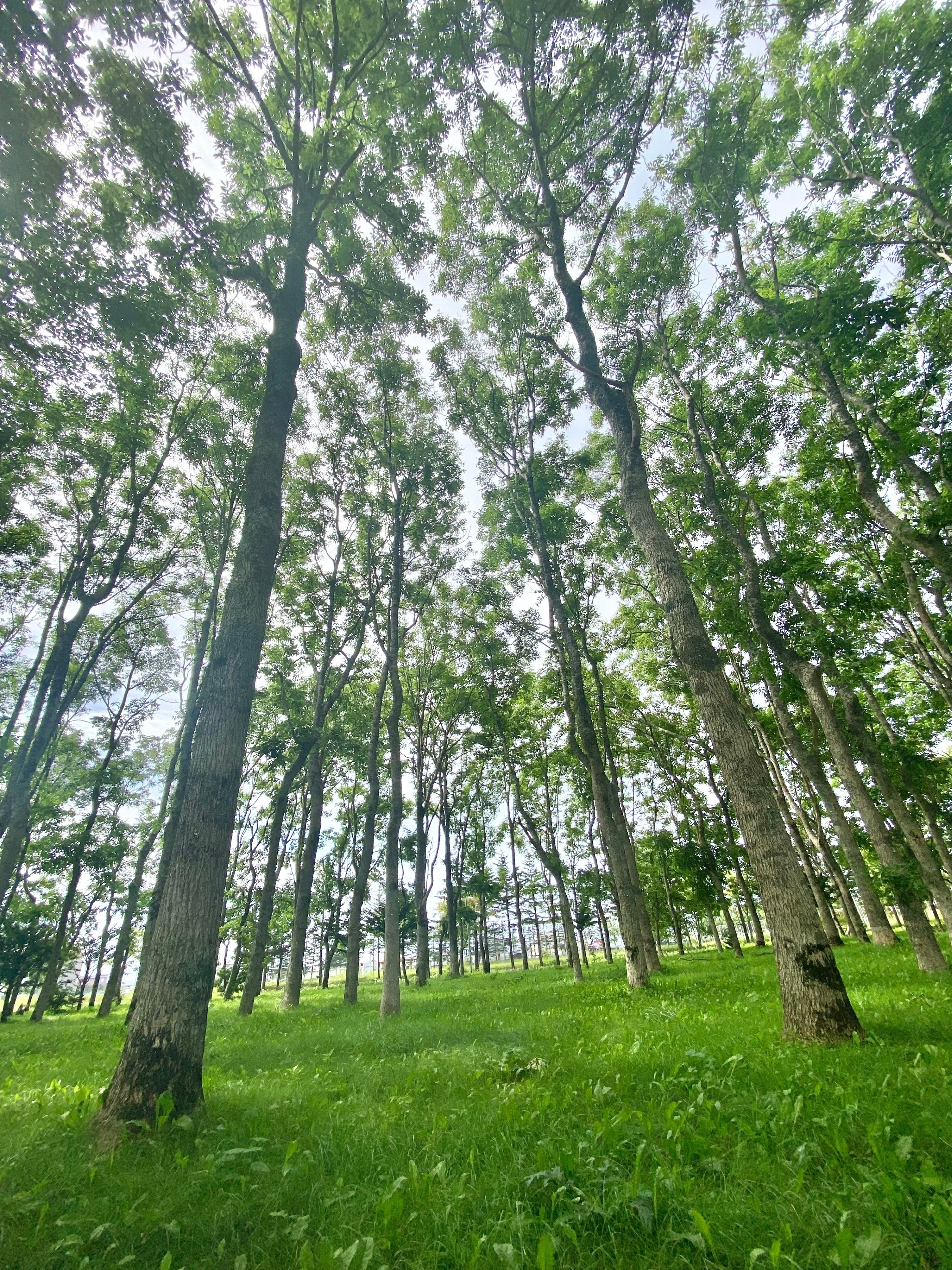 ヤギサワ　アオダモ アオダモ - Wikipedia