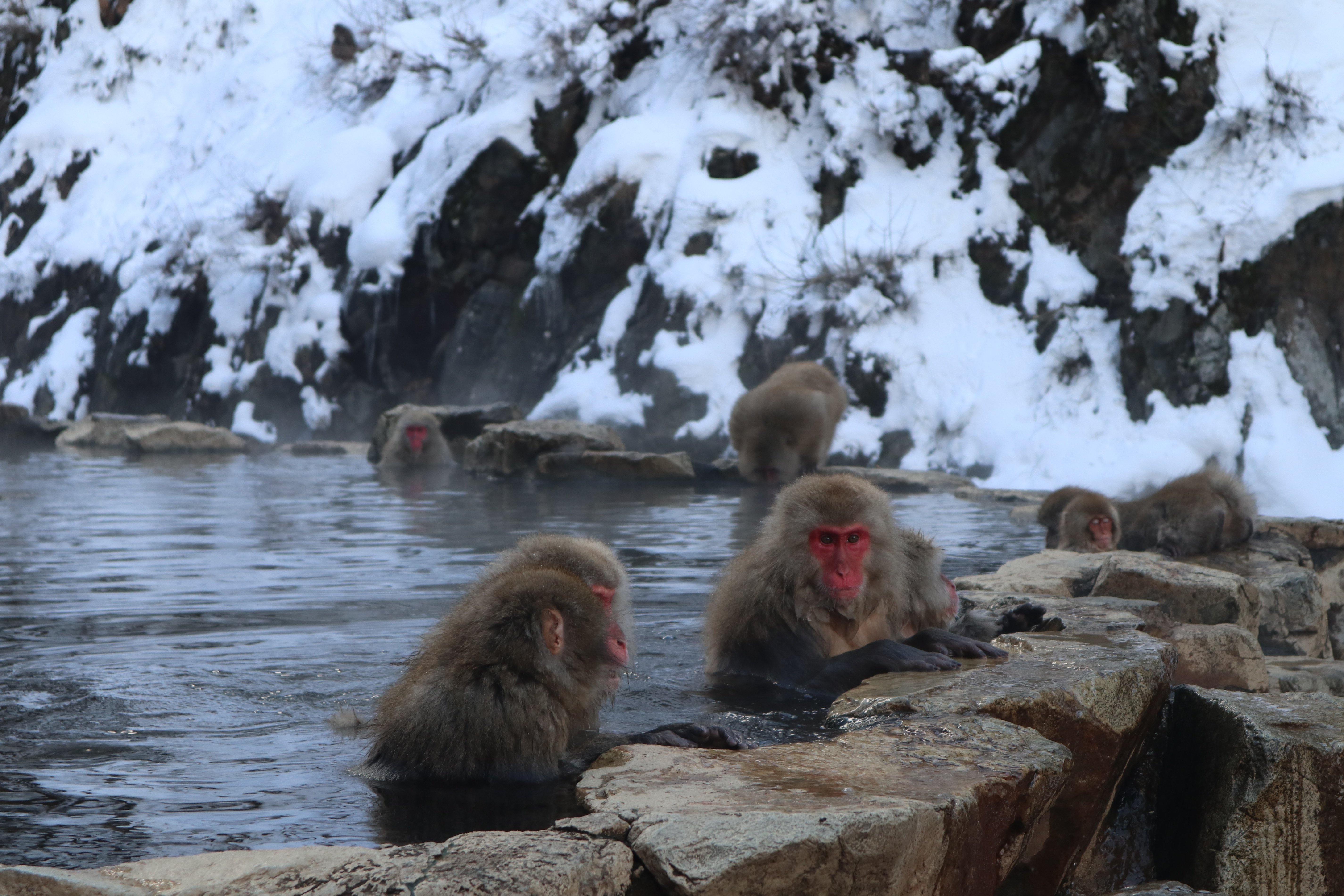 猿さん専用 おさるの秘密】どうしておさるさんは温泉に入るの