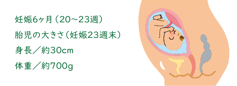 妊娠中期 後半 6か月 7か月 九州バースセンター Note