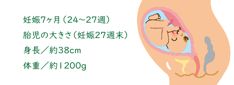妊娠中期 後半 6か月 7か月 九州バースセンター Note