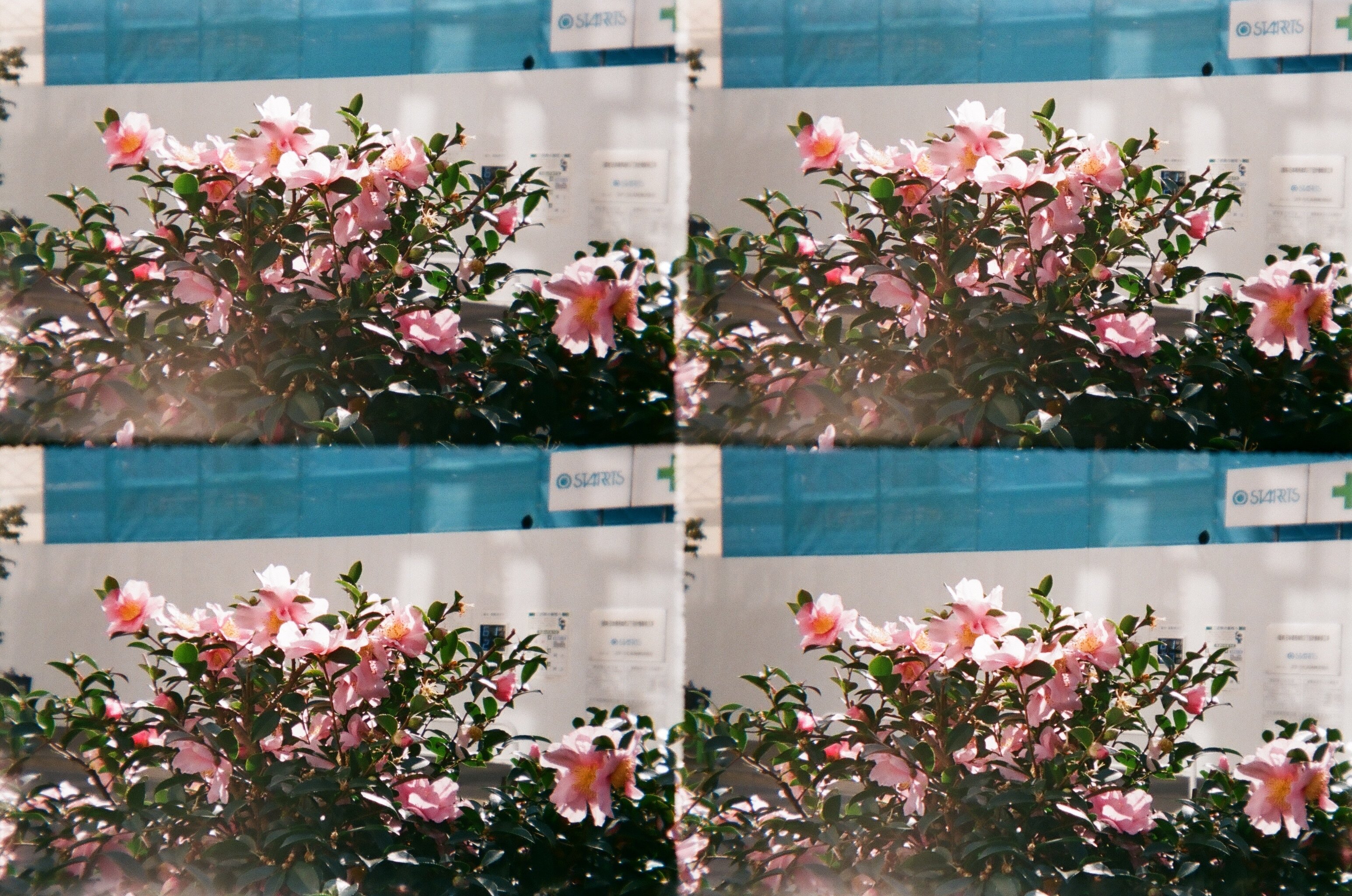 連写だけでないBABYLON.4（バビロン4）｜ちーぼー