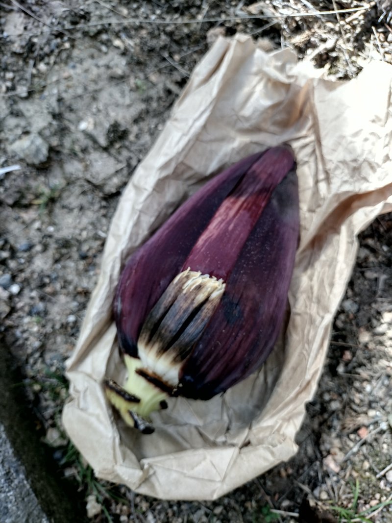 沖縄産　農薬肥料なし　バナナ