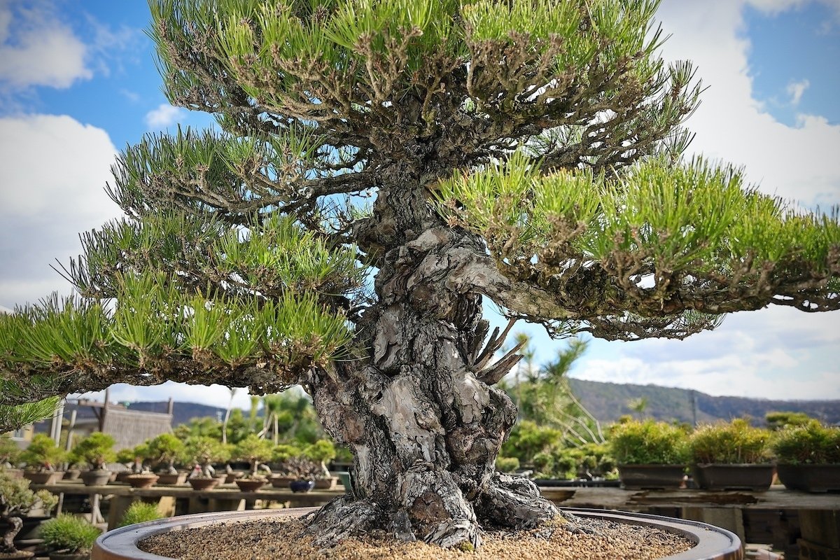 なぜ、この盆栽にパトロンが必要なのか｜盆栽マン