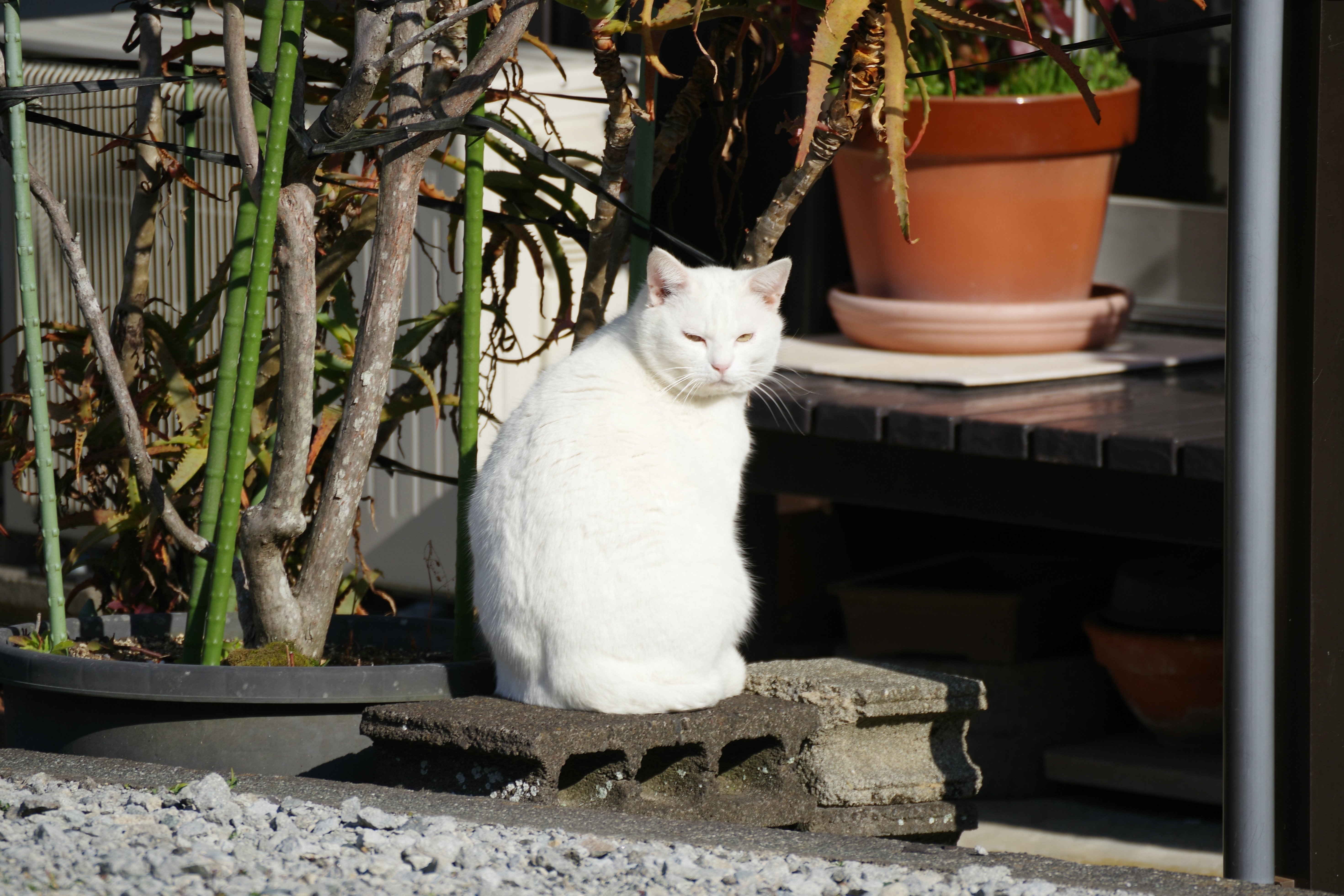 ねこ、ネコ、猫の写真｜VINCENT2GB