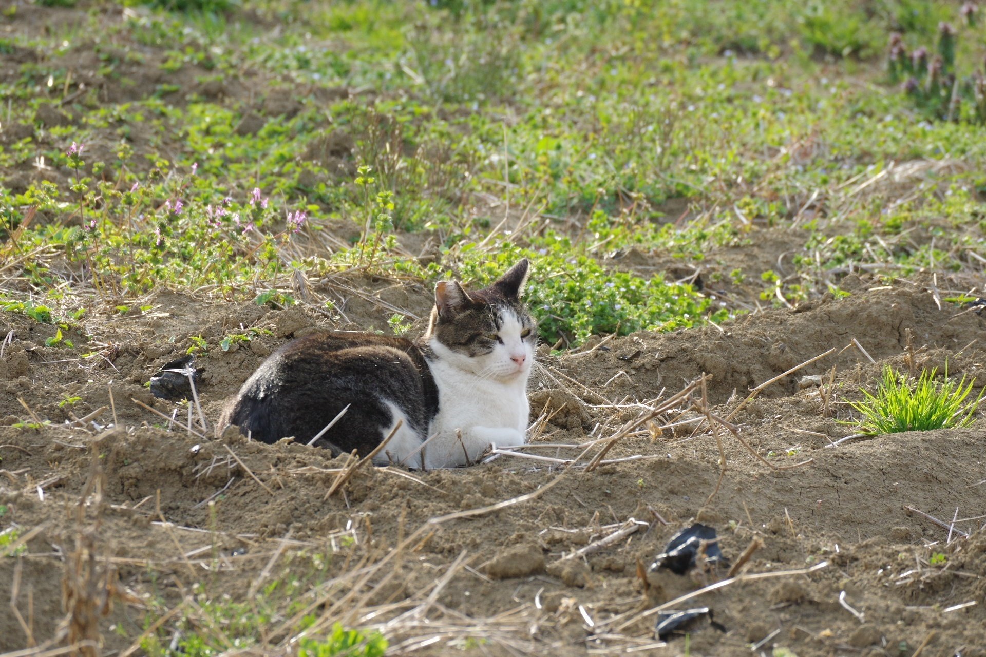 ねこ、ネコ、猫の写真｜VINCENT2GB
