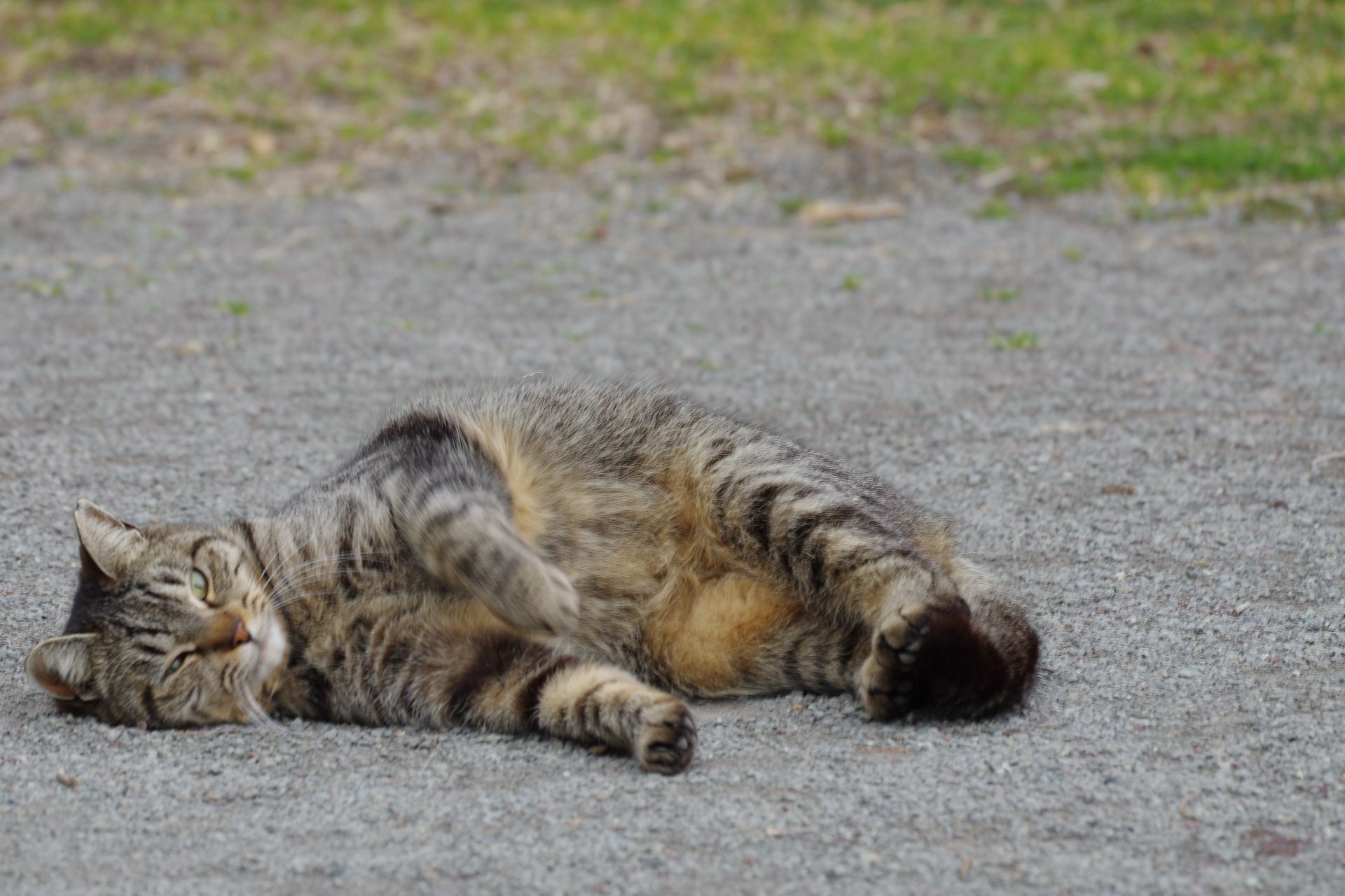 ねこ、ネコ、猫の写真｜VINCENT2GB