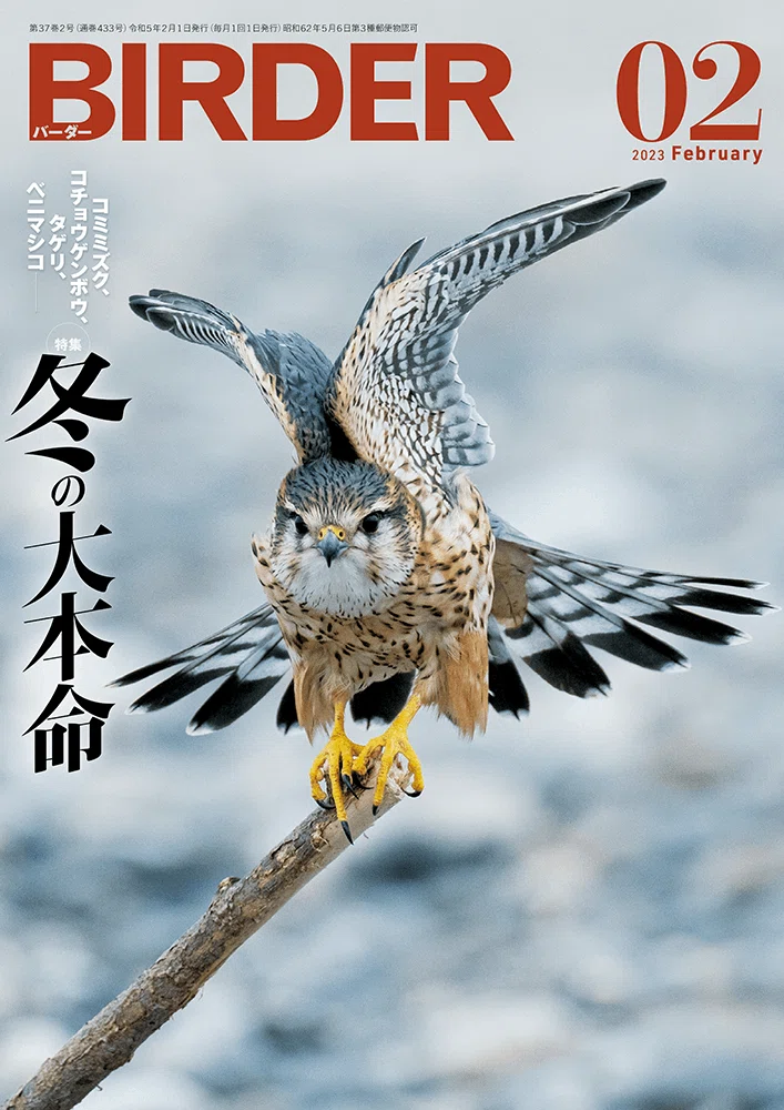 BIRDER2月号の見どころ｜ブンイチ（文一総合出版）