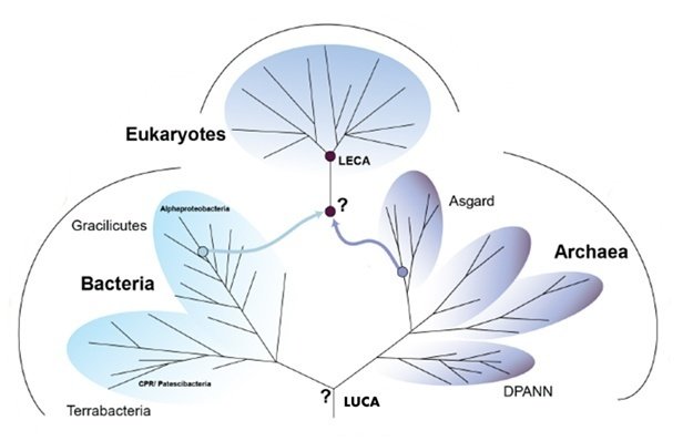 細胞の共生進化 : 始生代と原生代における微生物群衆の世界 上 細胞の共生進化 上 第2版: 始生代と原生代における微生物群集の