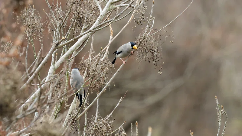 ガンカモ調査でのイカル|神戸の野鳥note@きたの みつよし
