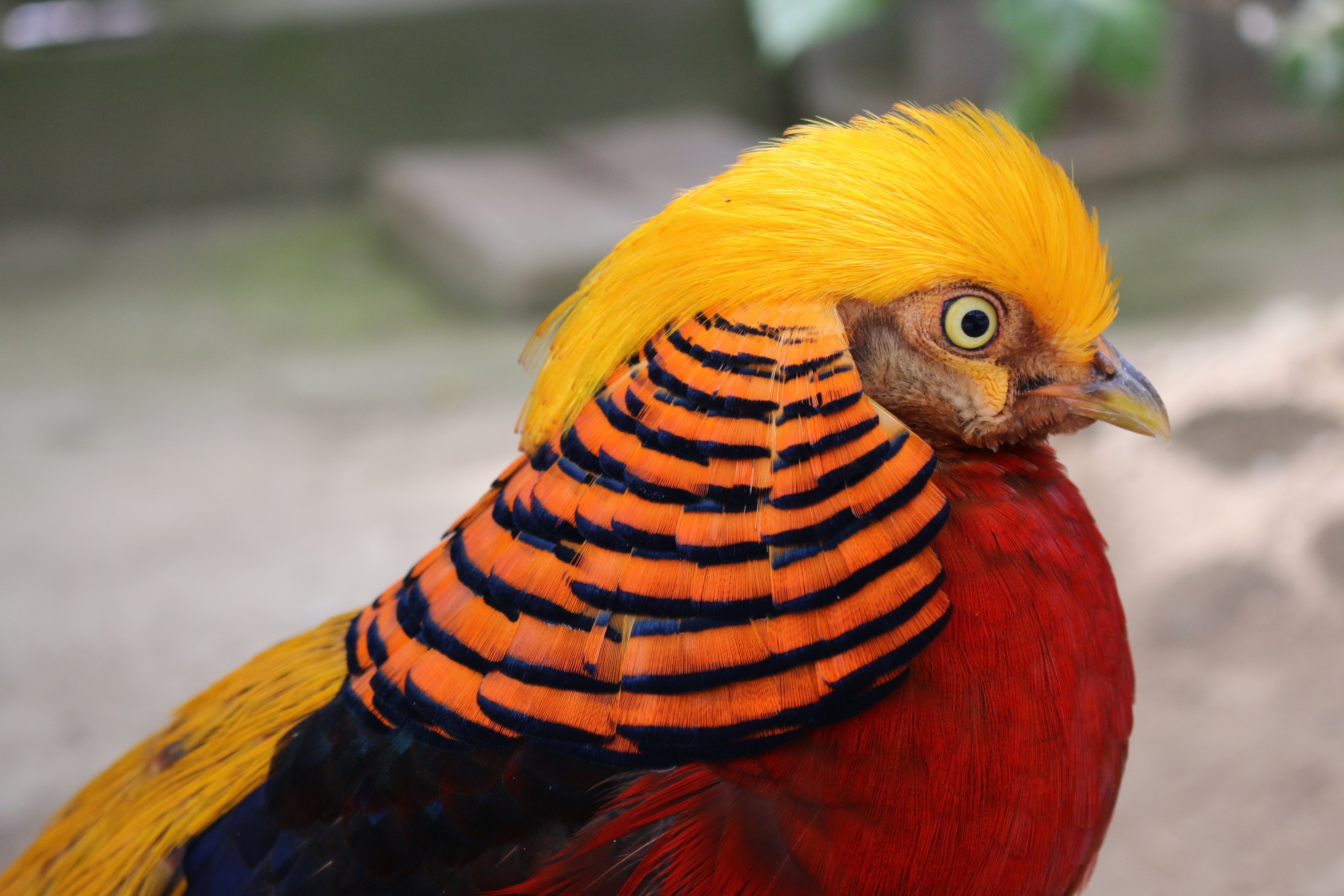 掛川花鳥園スタッフのゆるゆる自由研究 【それ、鳥の何!?】｜ブンイチ